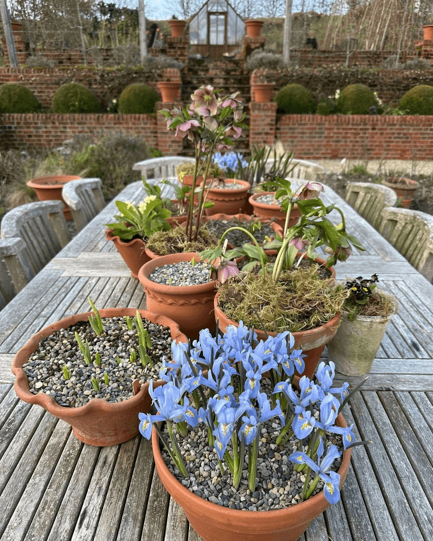 Exciting signs of spring, our mild wet weather this weekend has meant lots of our spring bulbs are now well on their way.  My spring table top display is looking very promising. 

Here are some I prepared earlier!  Plus my latest Journal on Garden Ta