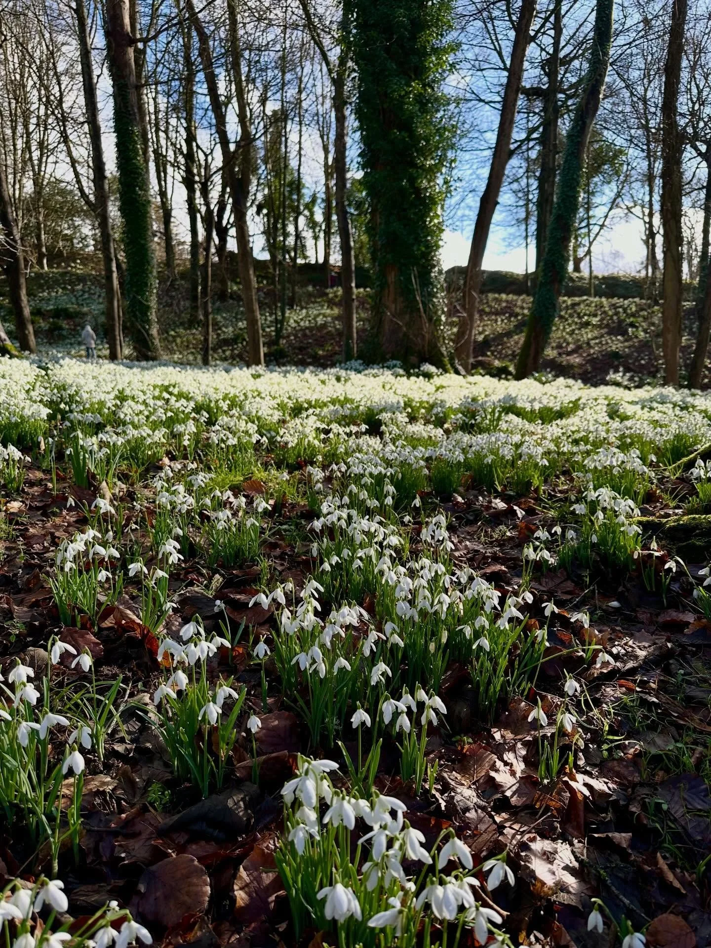 Today was truly the &lsquo;Sunny side of Heaven&rsquo;. 

The sun shone and it was warm and mild.  The sky was blue and there was not a drop of rain. And there were snowdrops galore, as far as the eye could see @rococogarden.  I have a soft spot for 