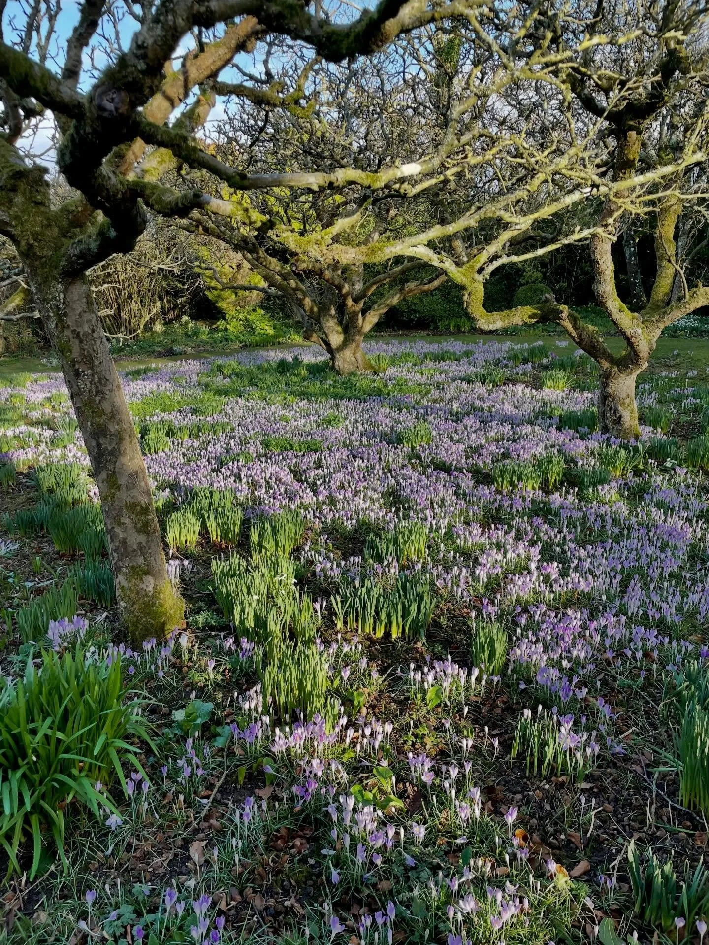 It&rsquo;s crocus time!

Here are endless Crocus tommasinianus sparkling and naturalising under the skeletal bones of fruit trees at Little Court.  Such an easy and effective planting en masse, and utterly stunning in the low light. So so simple.

#g