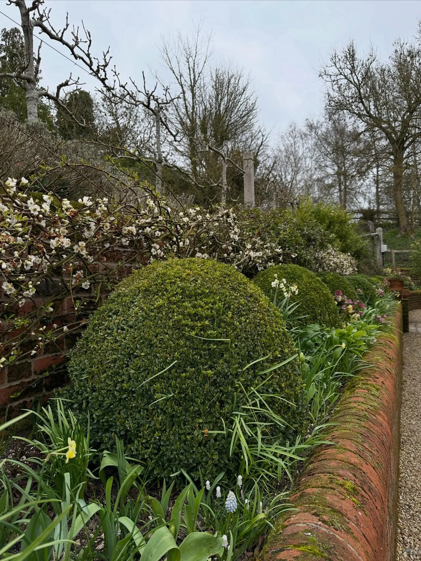 Spring promise, as my boys humoured me with a garden wander, and we had the 🥬 kalettes for lunch! 
.
.
.
#inmygardentoday 
#gardendesigner
#landscapedesigner 
#mothersdaygarden 
#springgarden