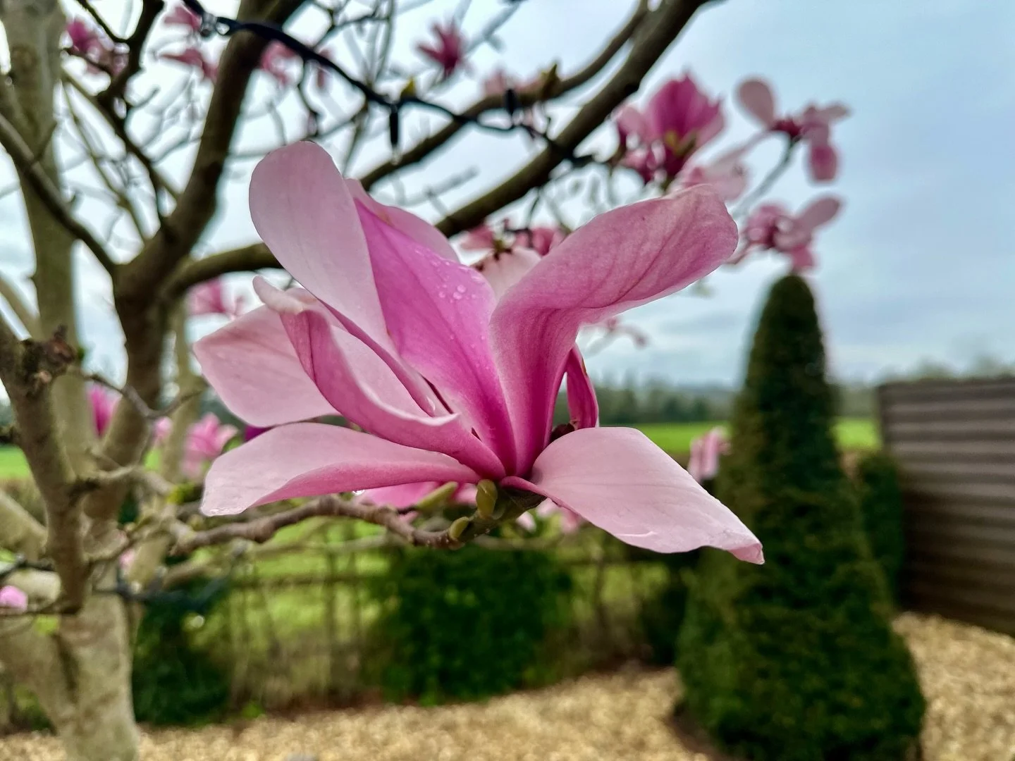 In the pink 🌸
.
.
.
#springflowers 
#herecomesthesun 
#gardendesigner 
#landscapedesigner 
#plantingdesigner