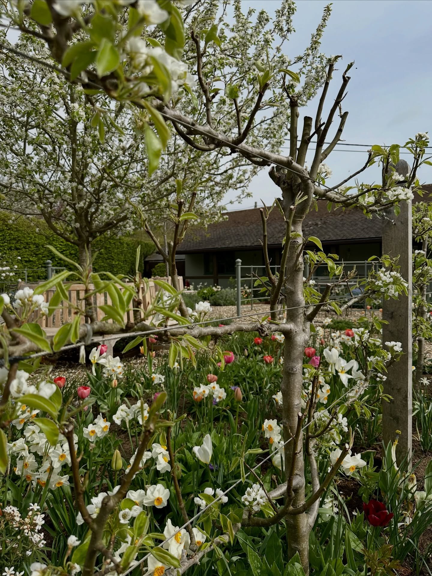 Such a pretty spring day @crownandgarter today!  Tutti frutti  tulips and narcissi sparkling in the sunshine whilst the many visitors enjoyed  the gardens. 

It takes time for gardens to grow and mature.  We &lsquo;finished&rsquo; this Courtyard gard