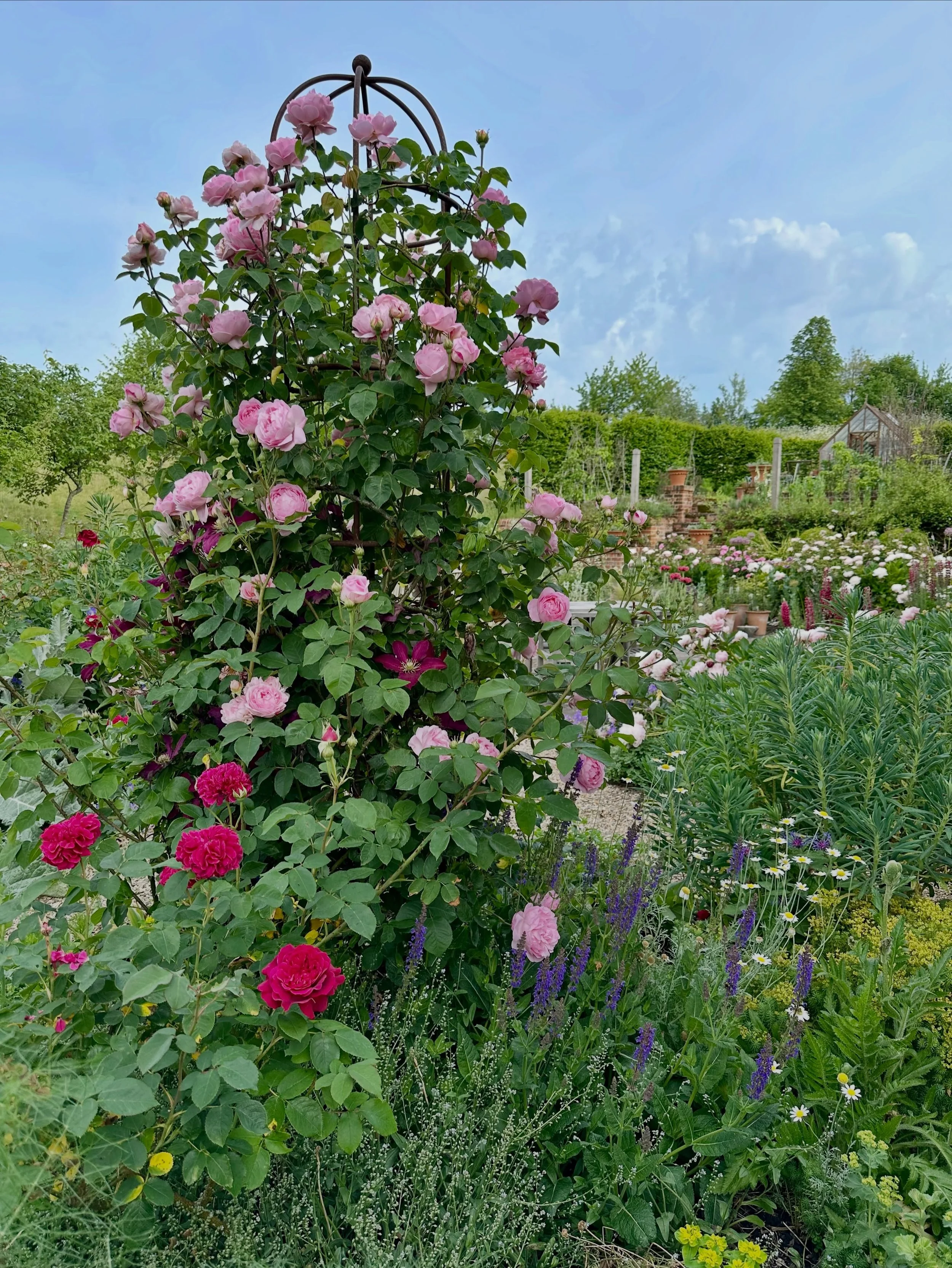 There&rsquo;s always a lot going on in June&hellip;

1. Rosa Constance Spry
2. Clematis Niobe
3. Rosa William Shakespeare 
4. Papaver Patty&rsquo;s Plum
5. Obelisks
6. Rosa Gentle Hermione and peonies
7. Peonia Sarah Bernhardt

#inmygardentoday 
#gar