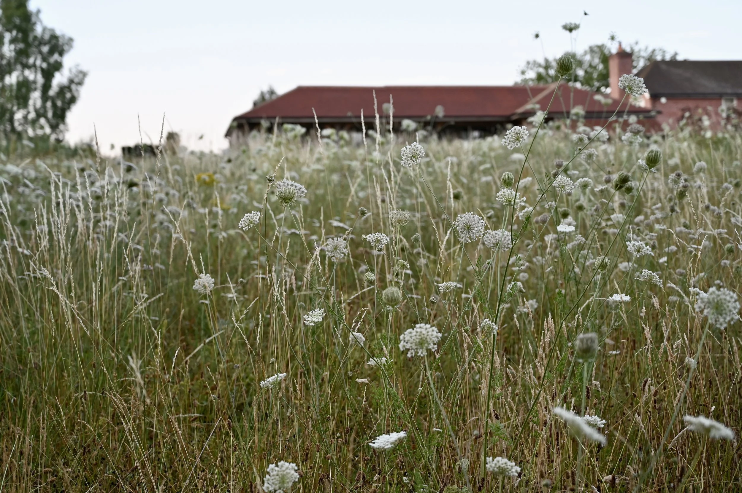The Wildflower Meadow