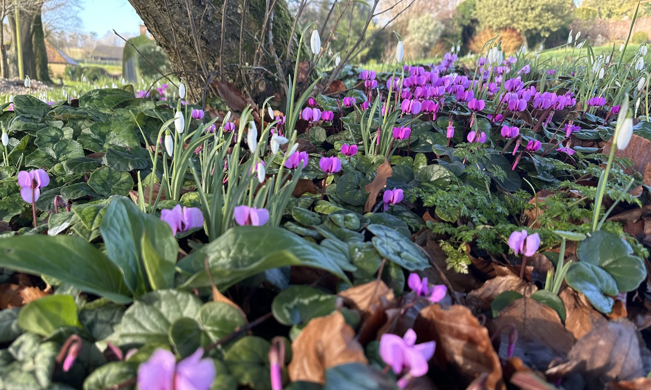 Cyclamen coum with Galanthus nivales
