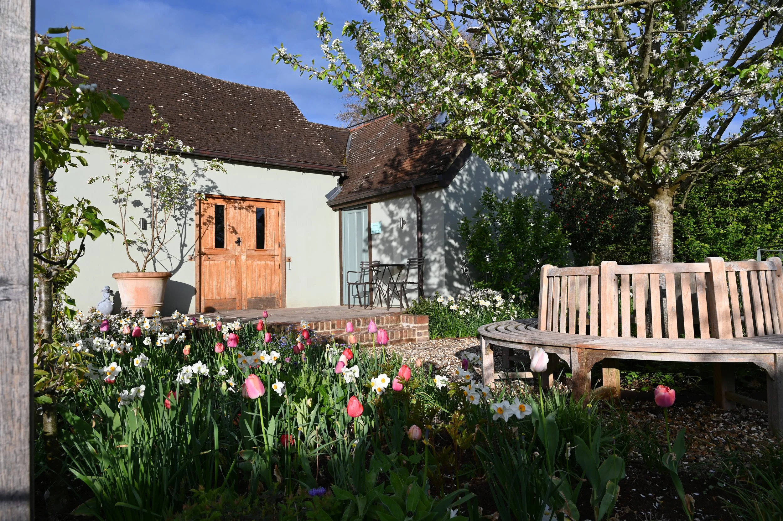 Tulips in Couryard Garden