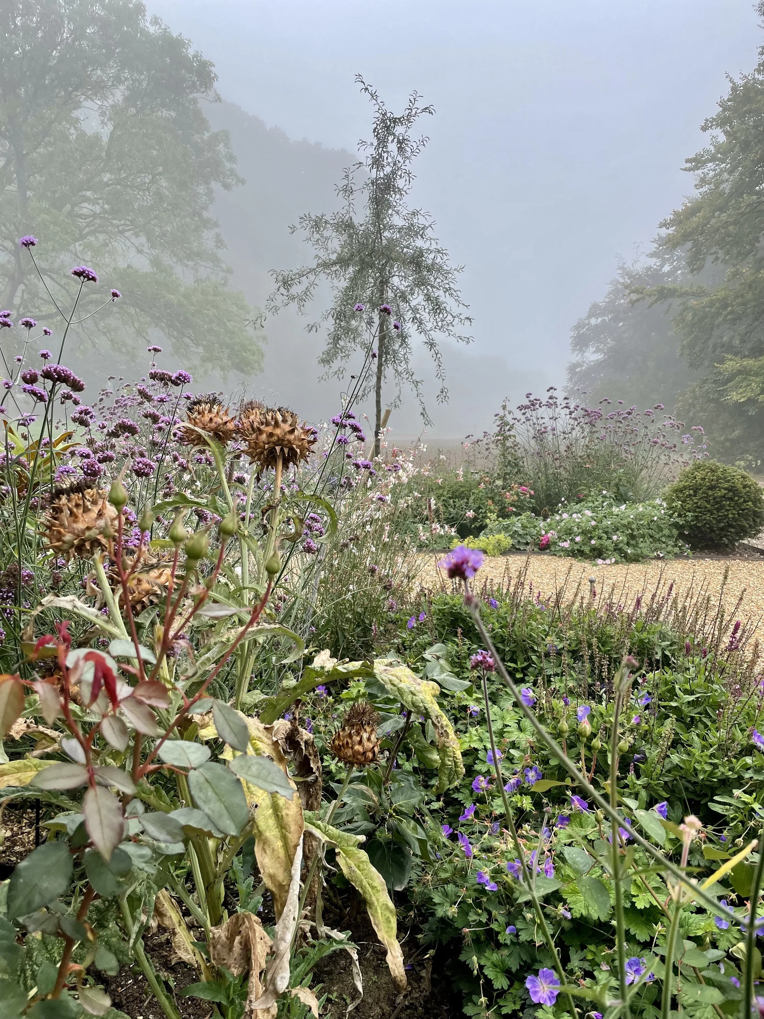 *Pyrus saxifolia.jpeg