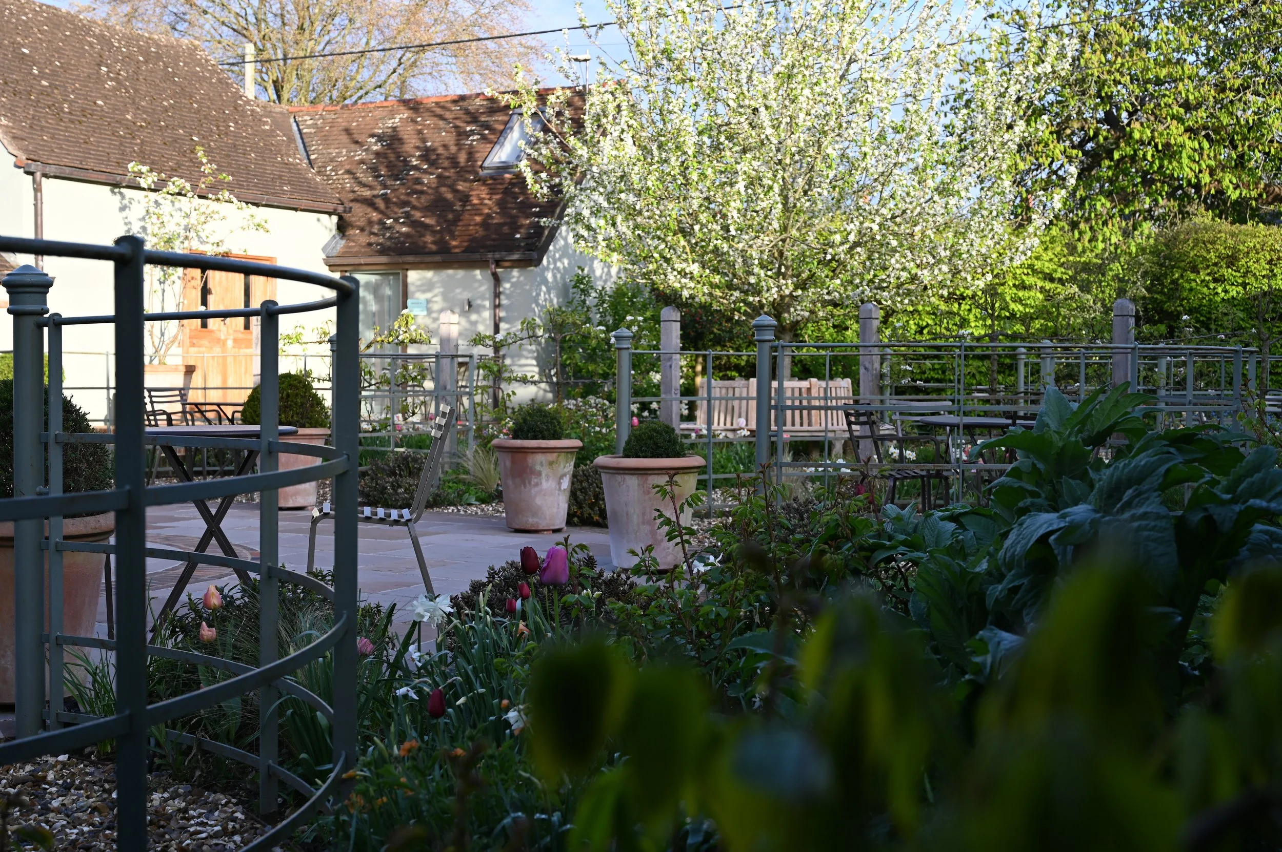 Courtyard Garden with Plum tree in blossom