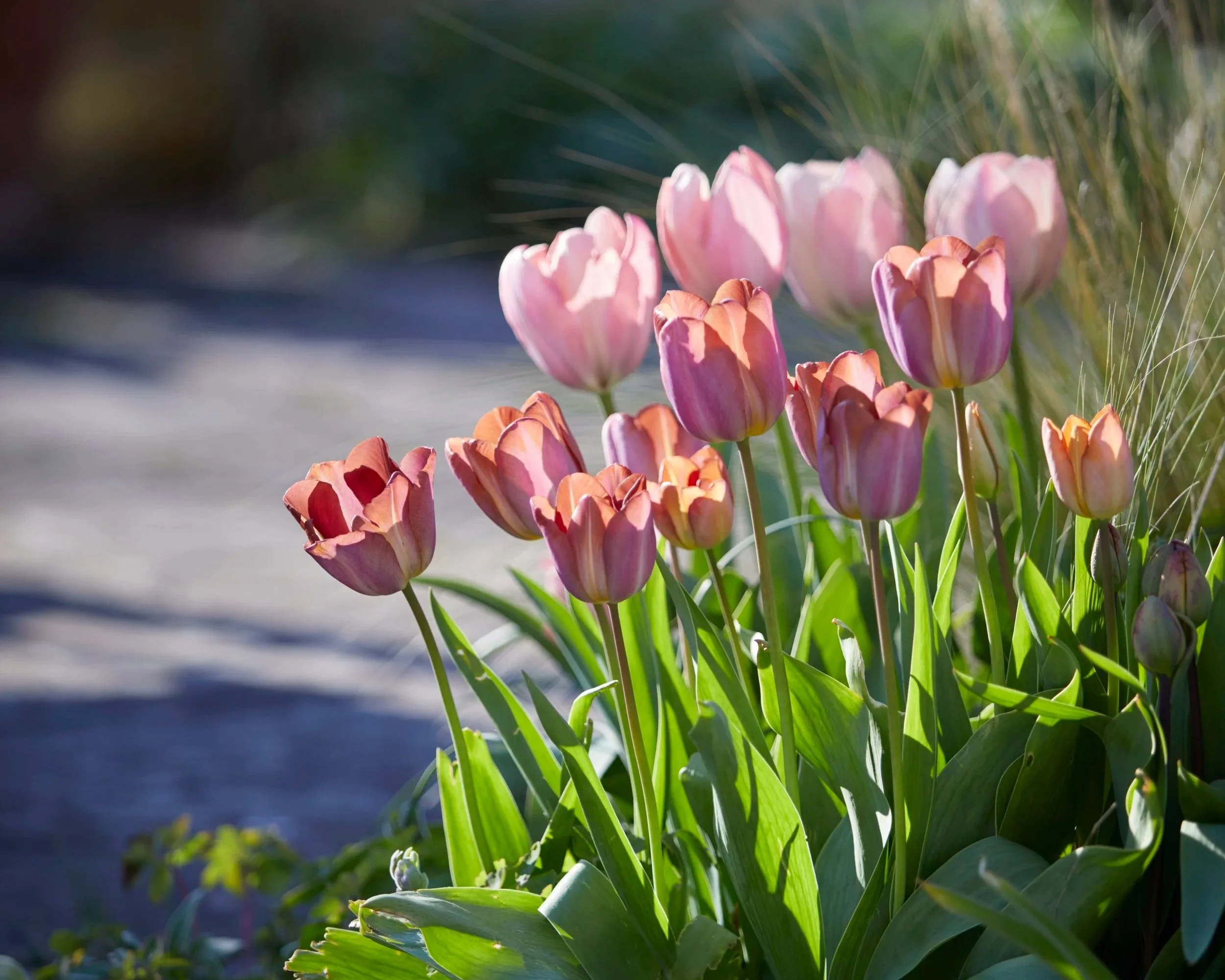 Tulipa Brune Wimpel & Tulipa Salmon van Eijk