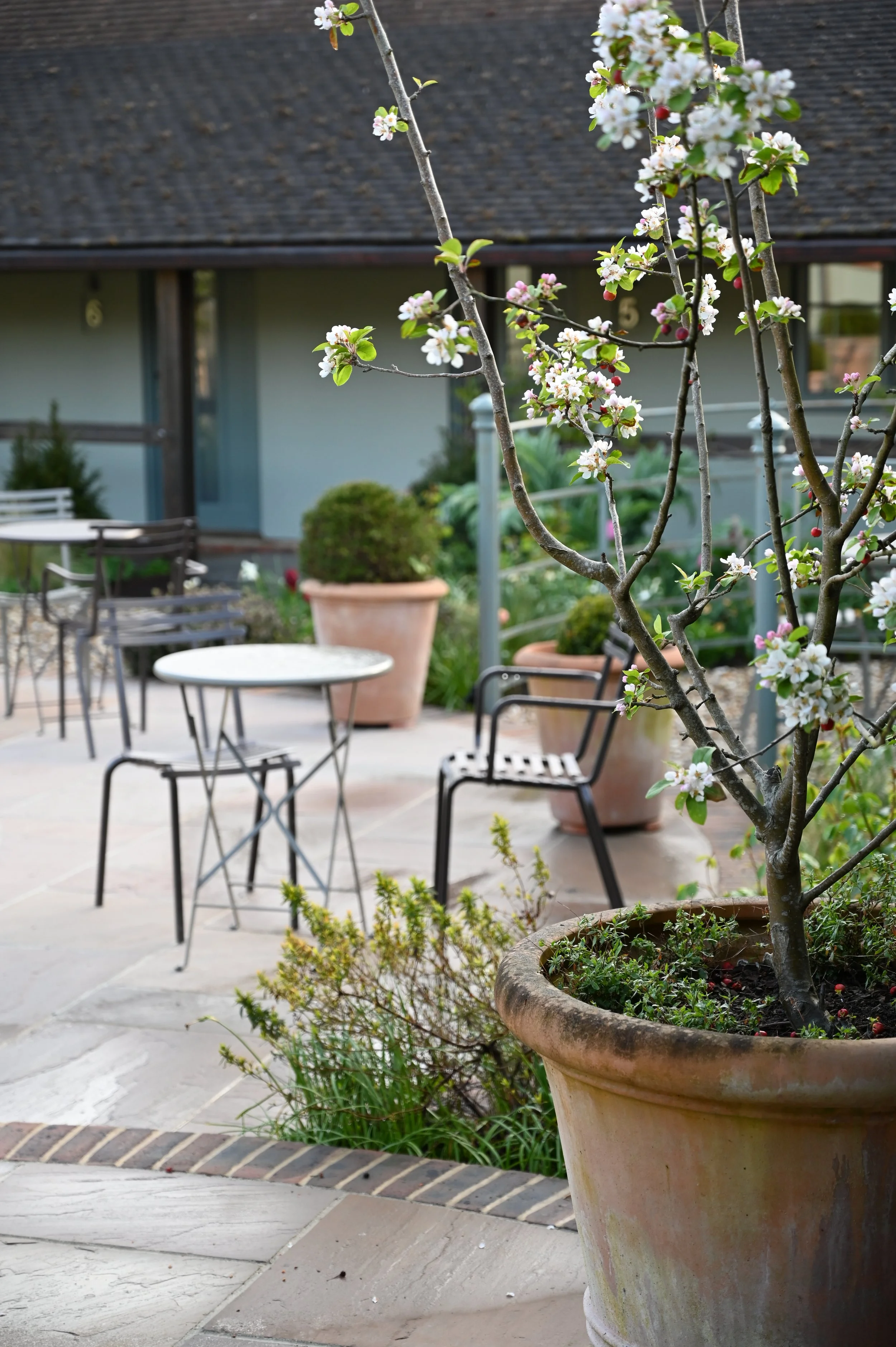 Malus Evereste multistem in terracotta pot