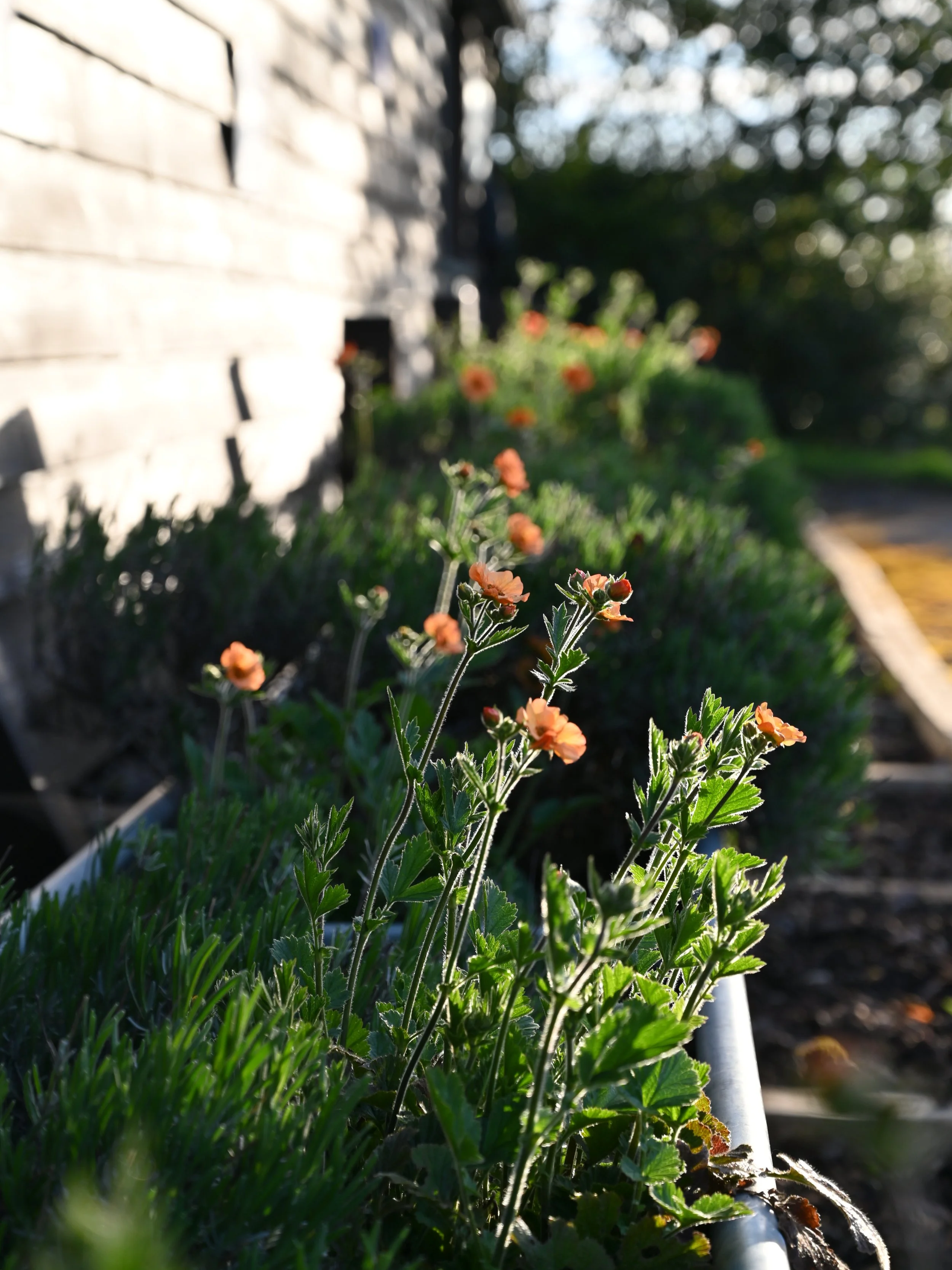 Geum Totally Tangerine