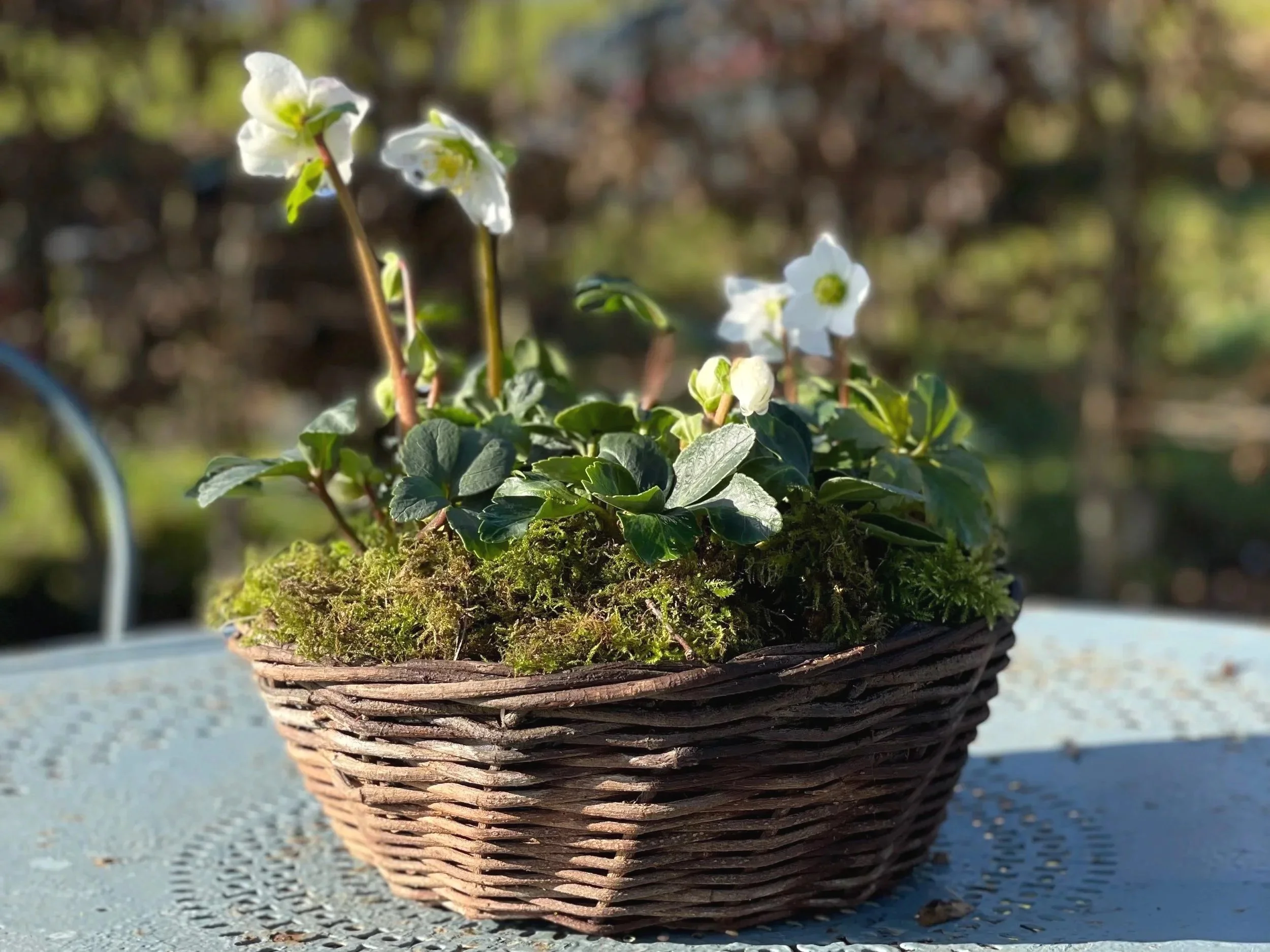 Christmas roses in basket