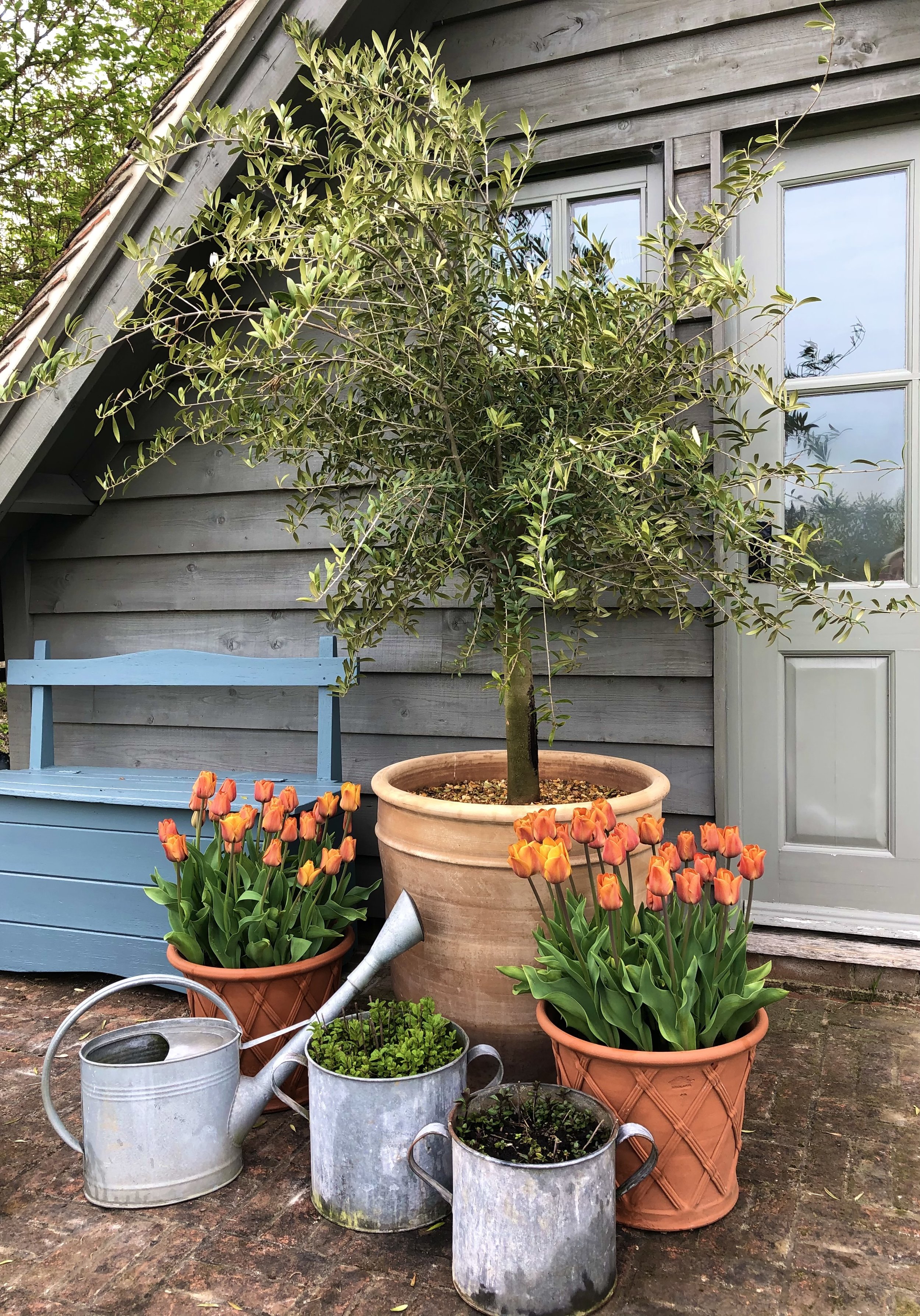 Olive tree with Tulipa Cairo in pots
