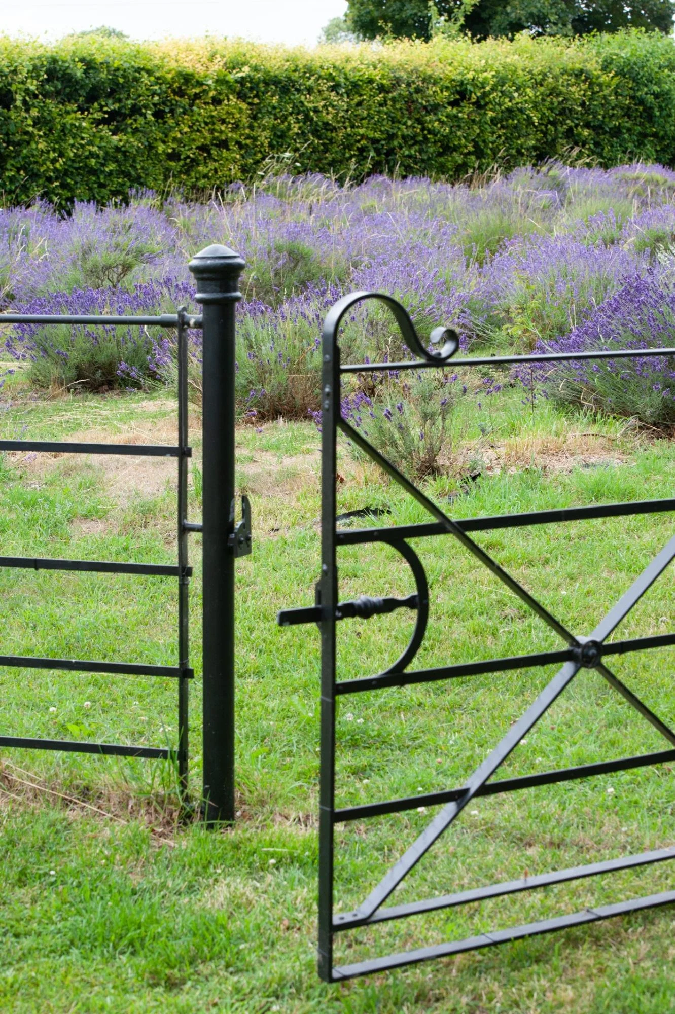 DSC_0362 Lavender Gate.jpg