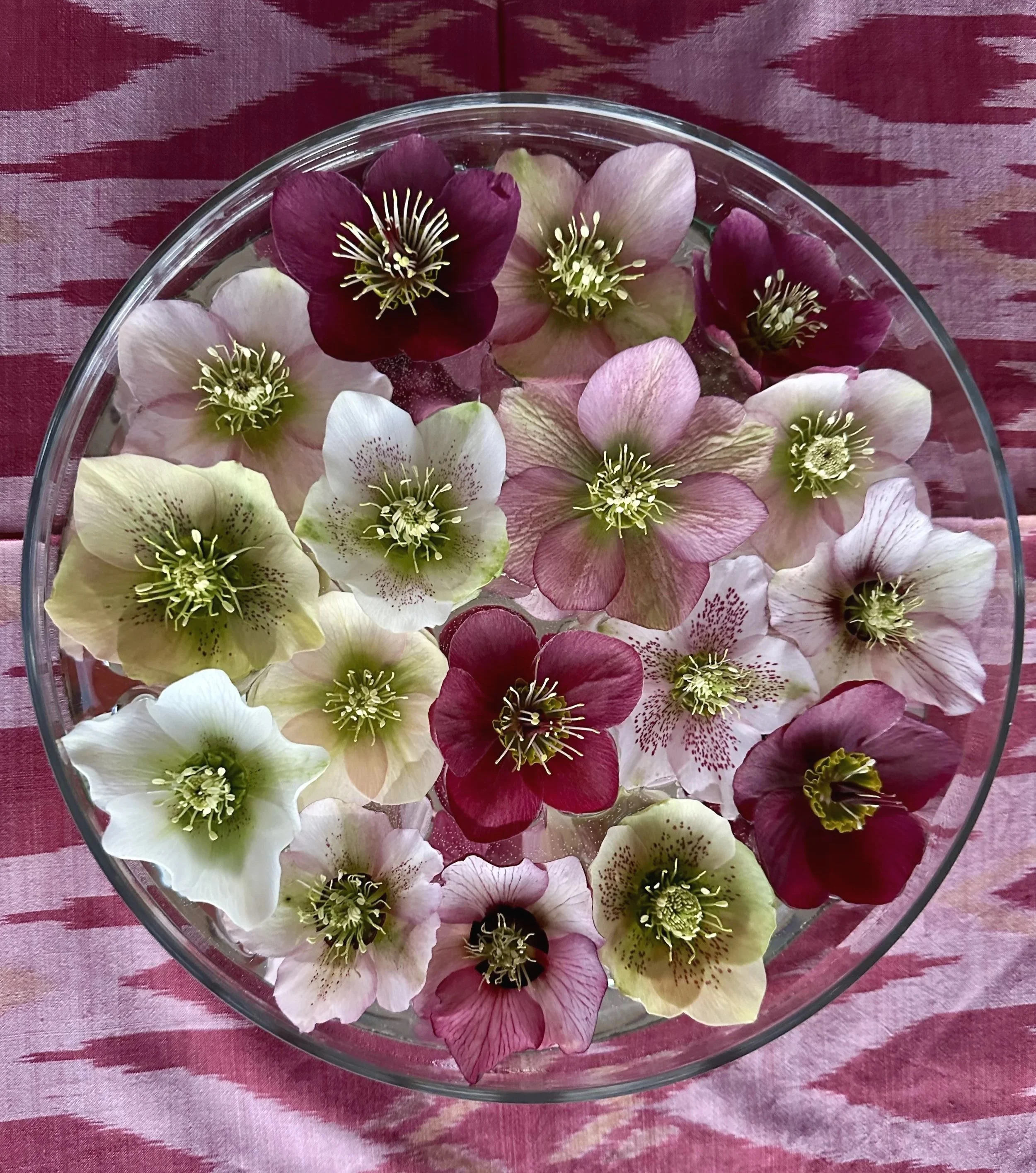 Heavenly Hellebores