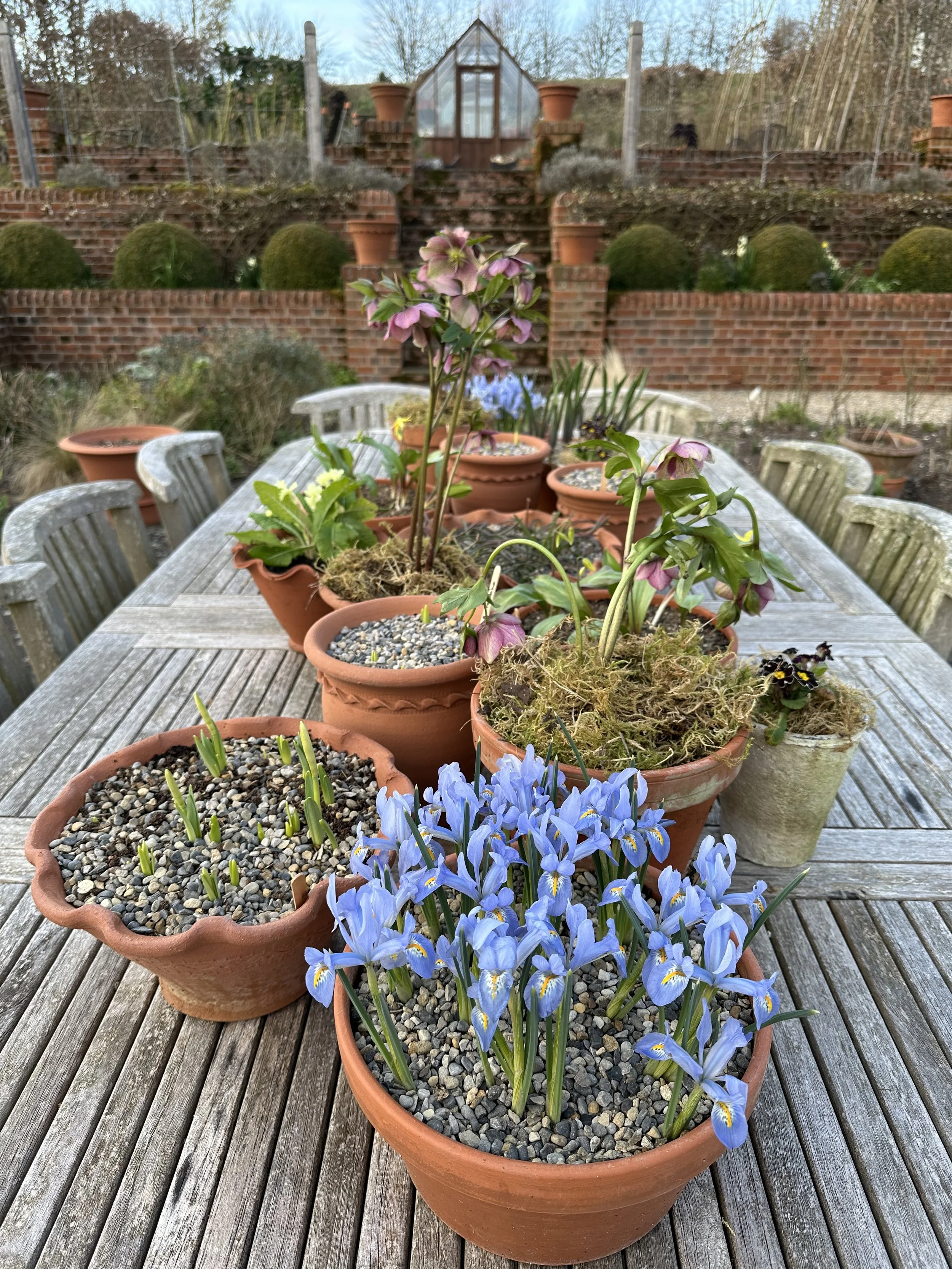 Garden Table with spring bulbs
