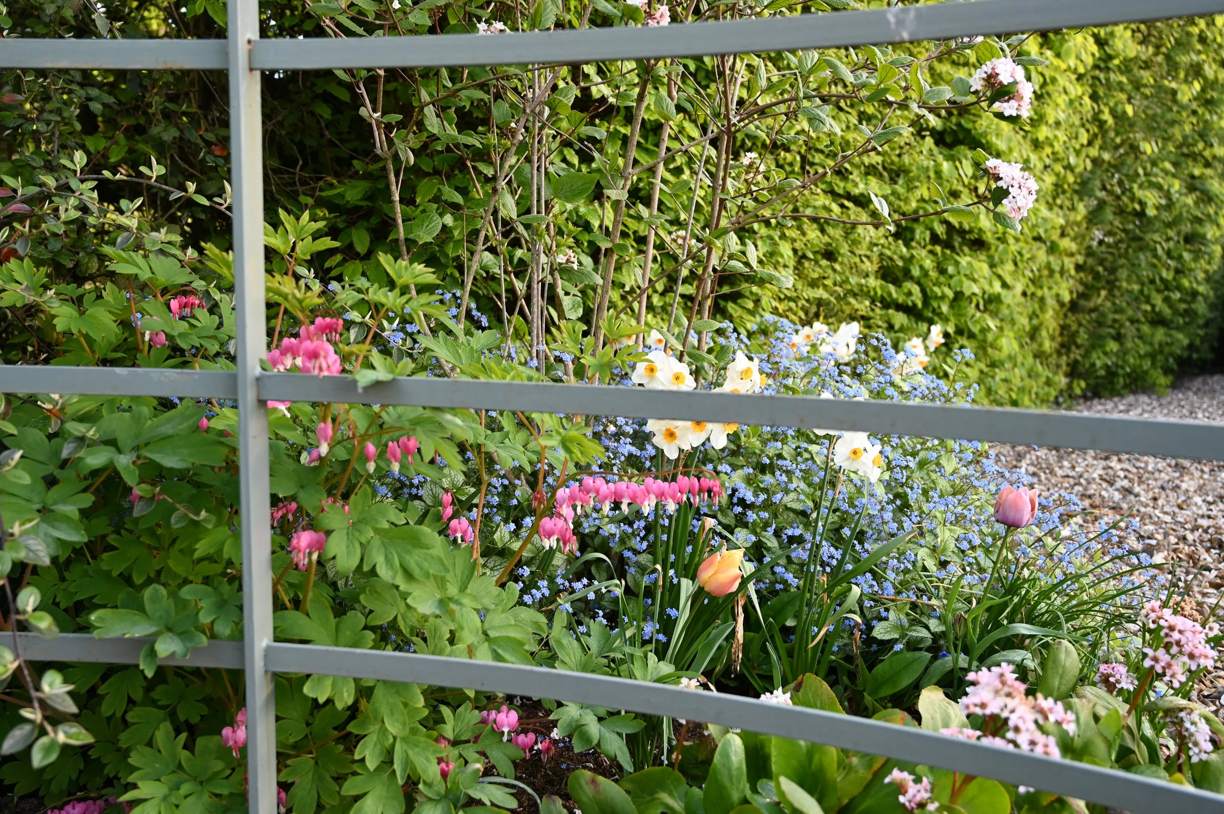 Lamprocapnos spectabilis