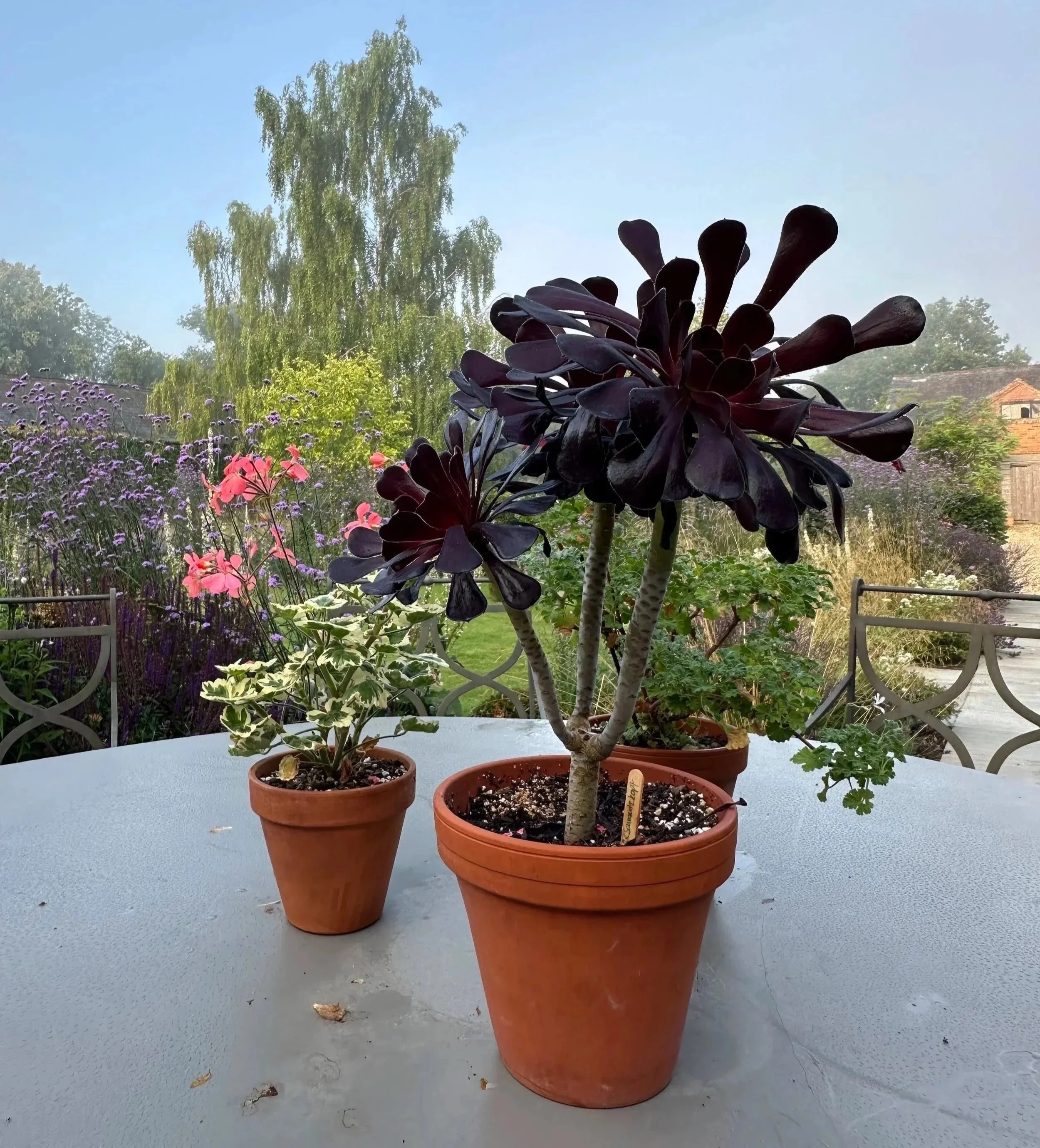 Pelargoniums and Aeonium Schwartzkopf on garden table