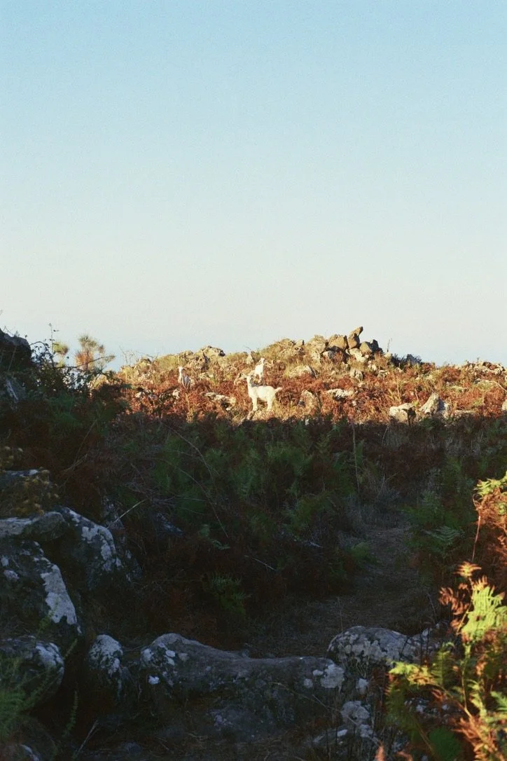 D7E7531E-D9FE-4609-A891-54F330D6AB43_1_105_c.jpeg