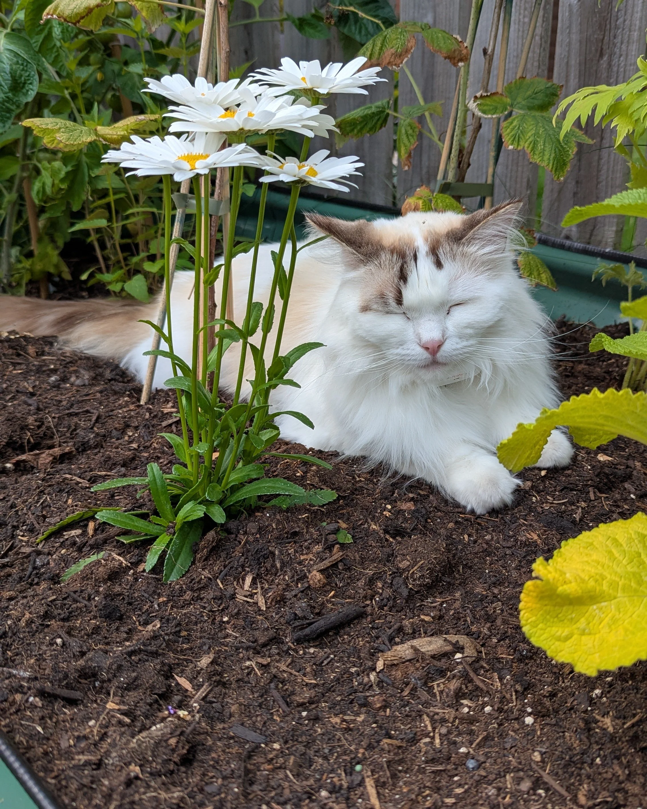Ben's Cat Luna Sleeping in a veg bed