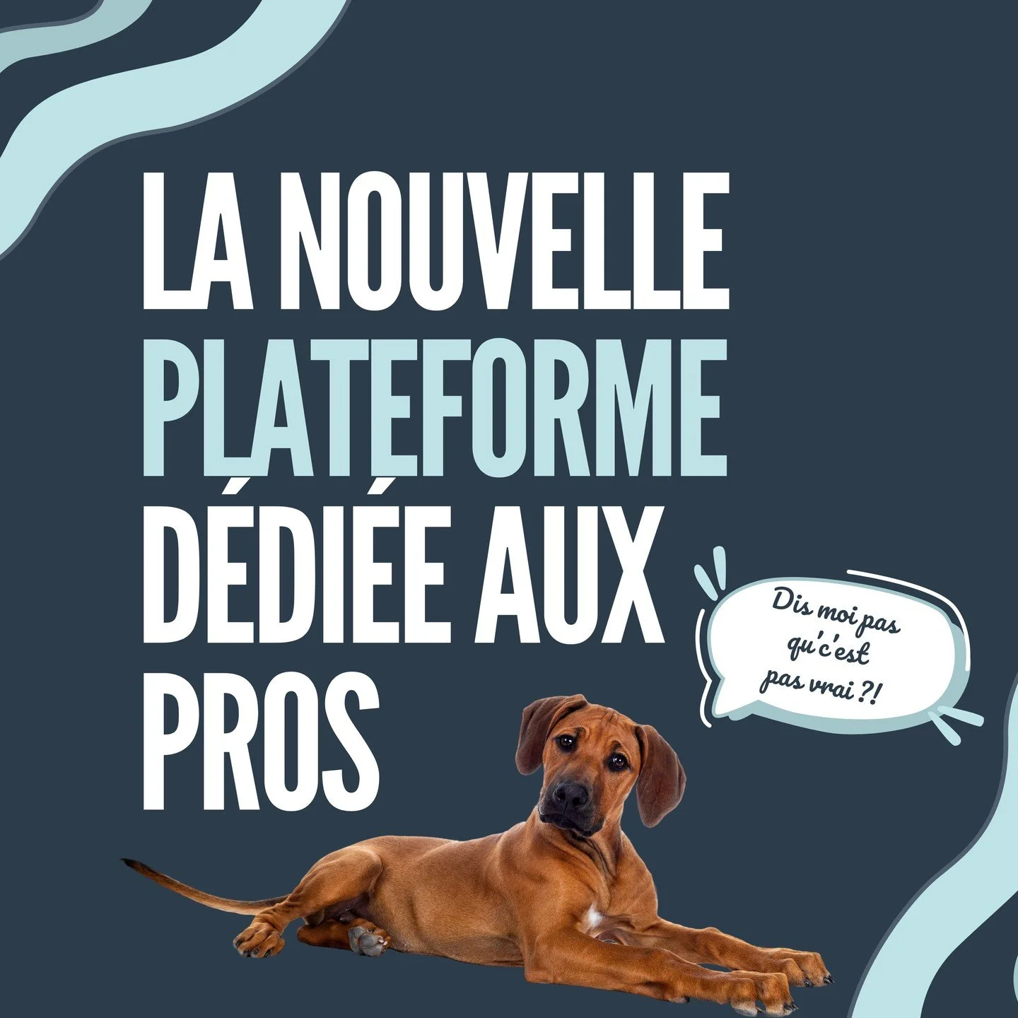 TADAAAAAAM ! 🥳
Accrochez-vous &ccedil;a va d&eacute;coiffer sec (je ne sais m&ecirc;me pas si cette expression existe 🙈). 
Dis-moi en commentaire quelle formation t'int&eacute;resse le plus ⬇️

Tu peux d&eacute;j&agrave; rejoindre Lumos Puppy Instr