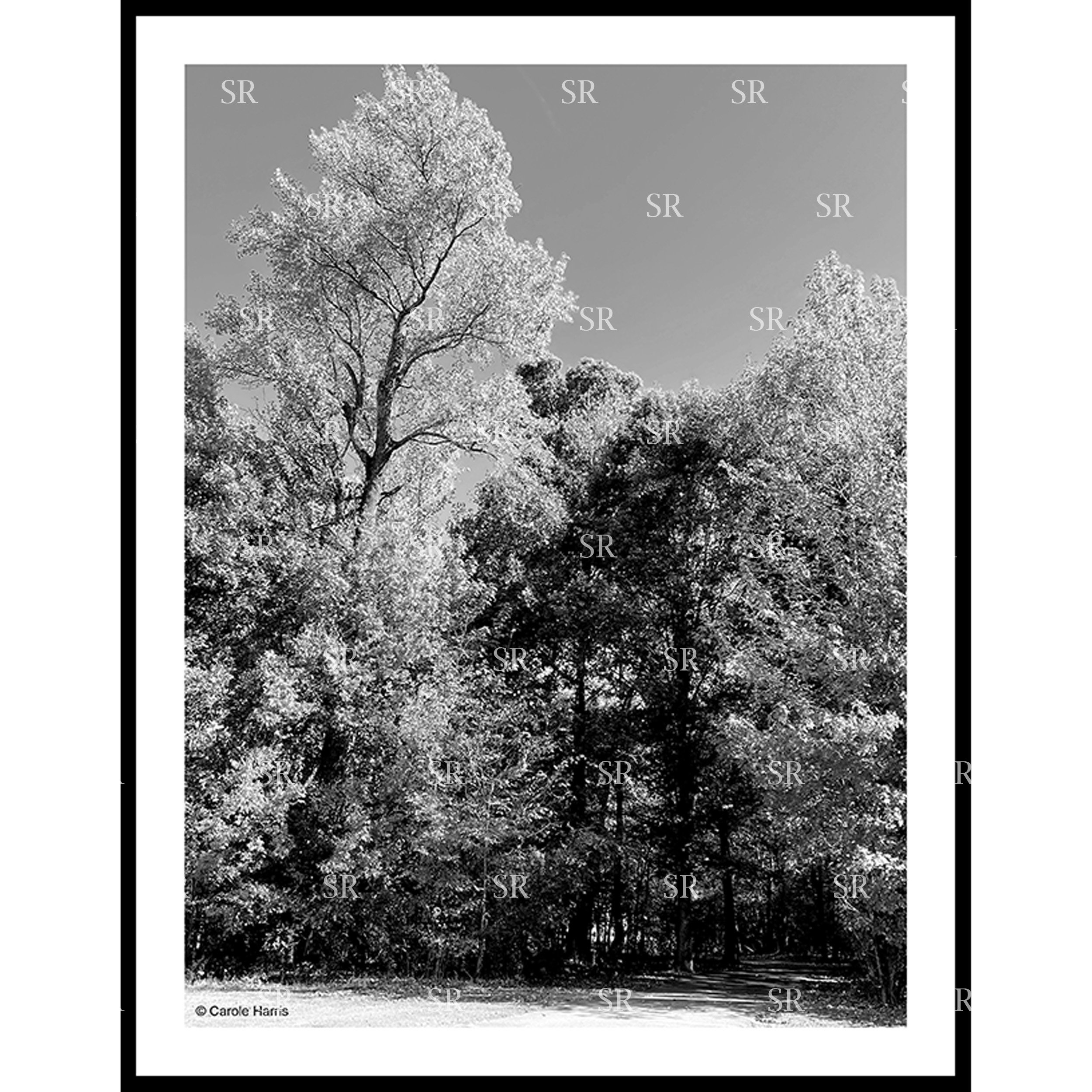 Shaded tree lined trail