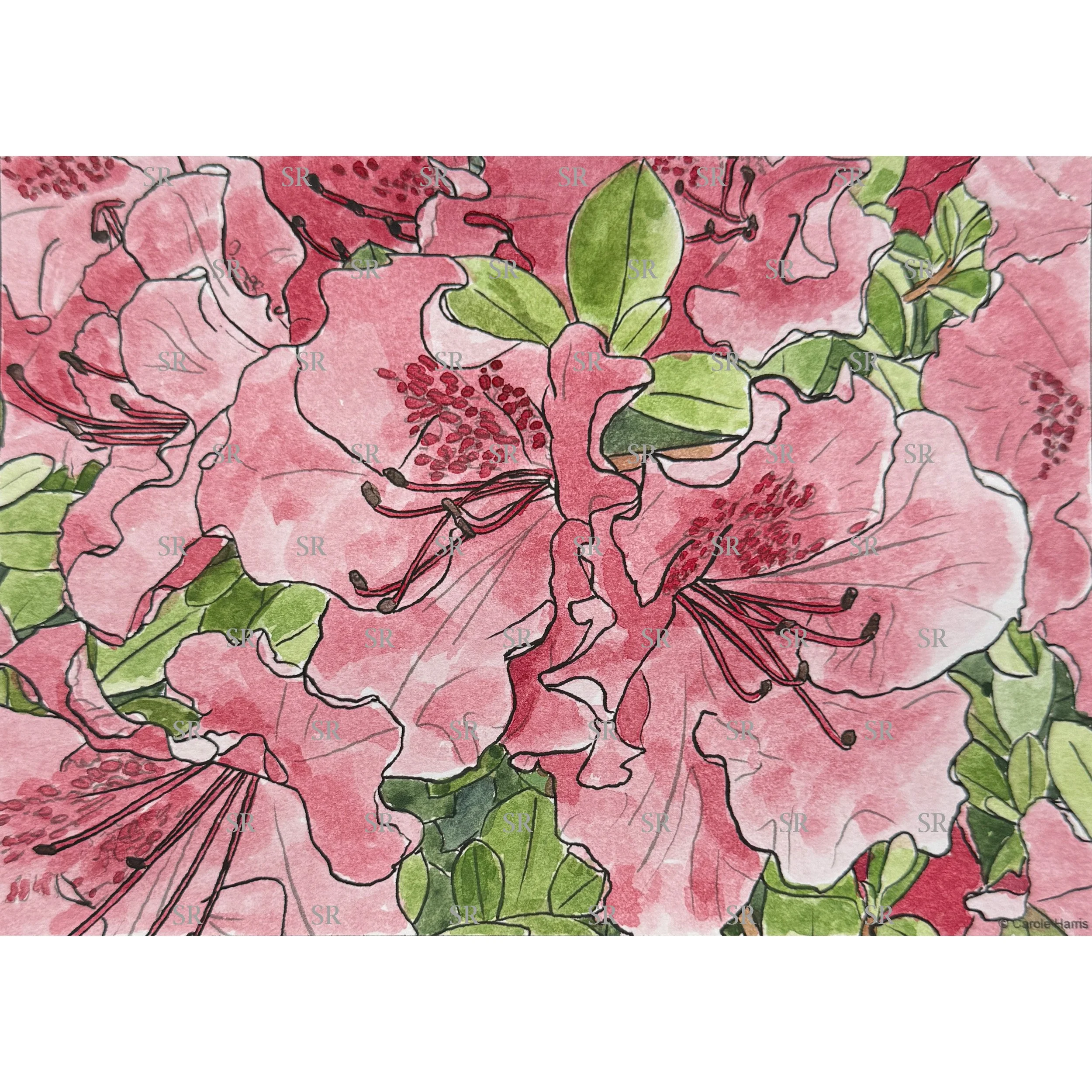 Azalea Thumbnail 2.jpg