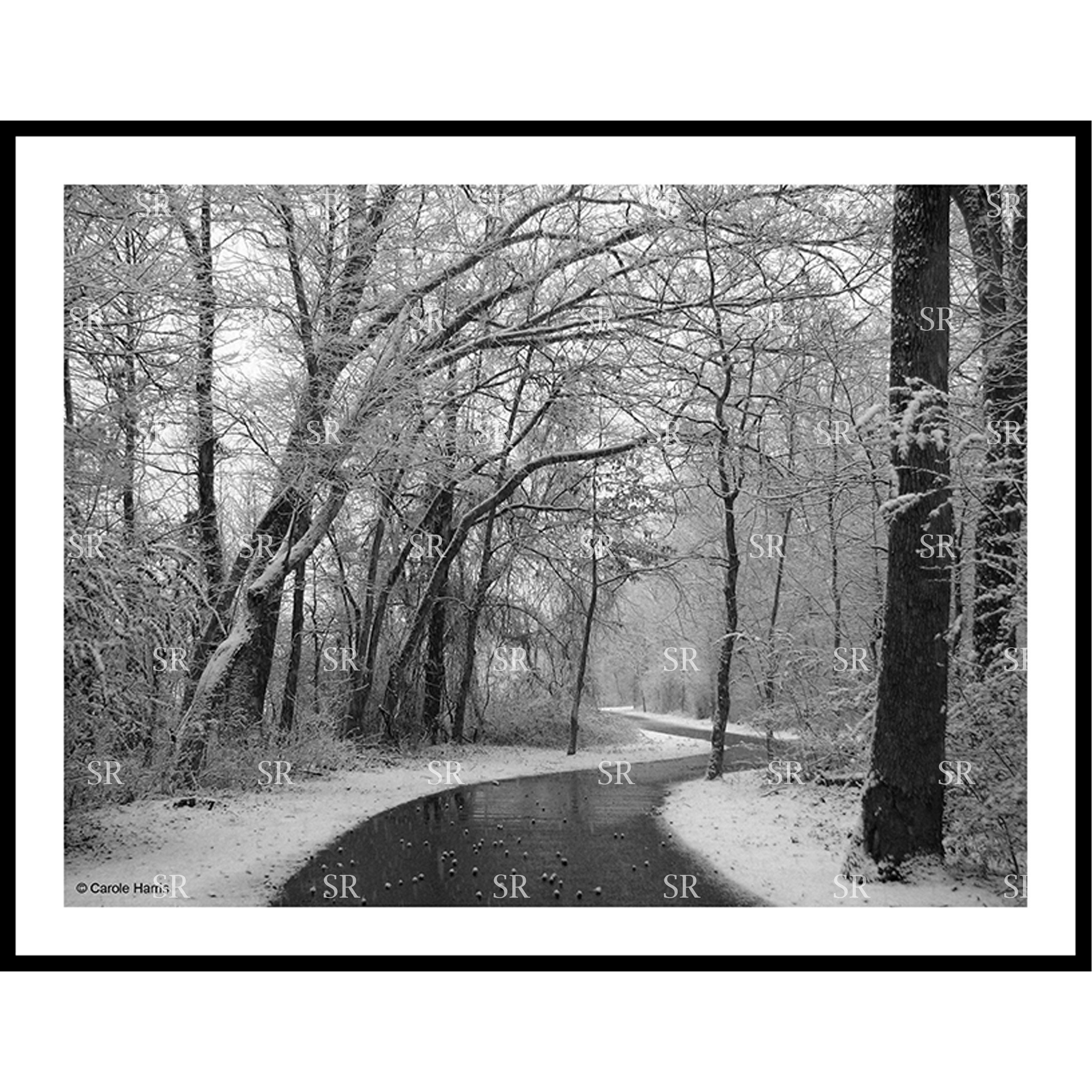 Snow falls and sticks to each branch creating a beautiful winter path.