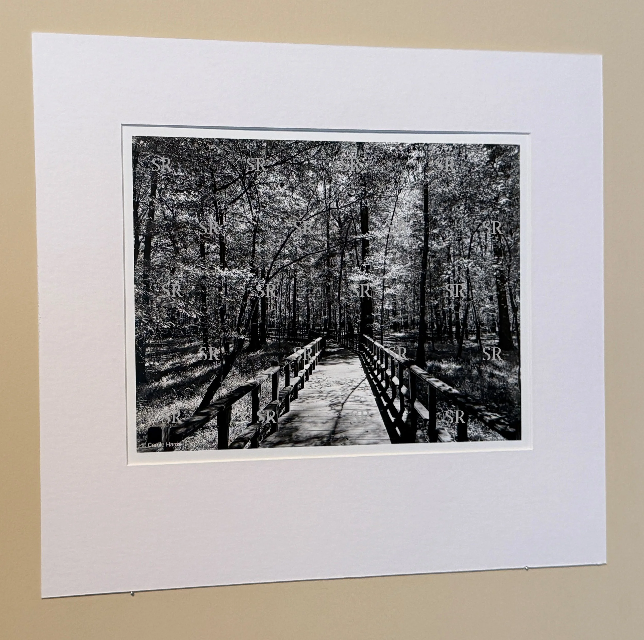 Sunlit Path Matted Print