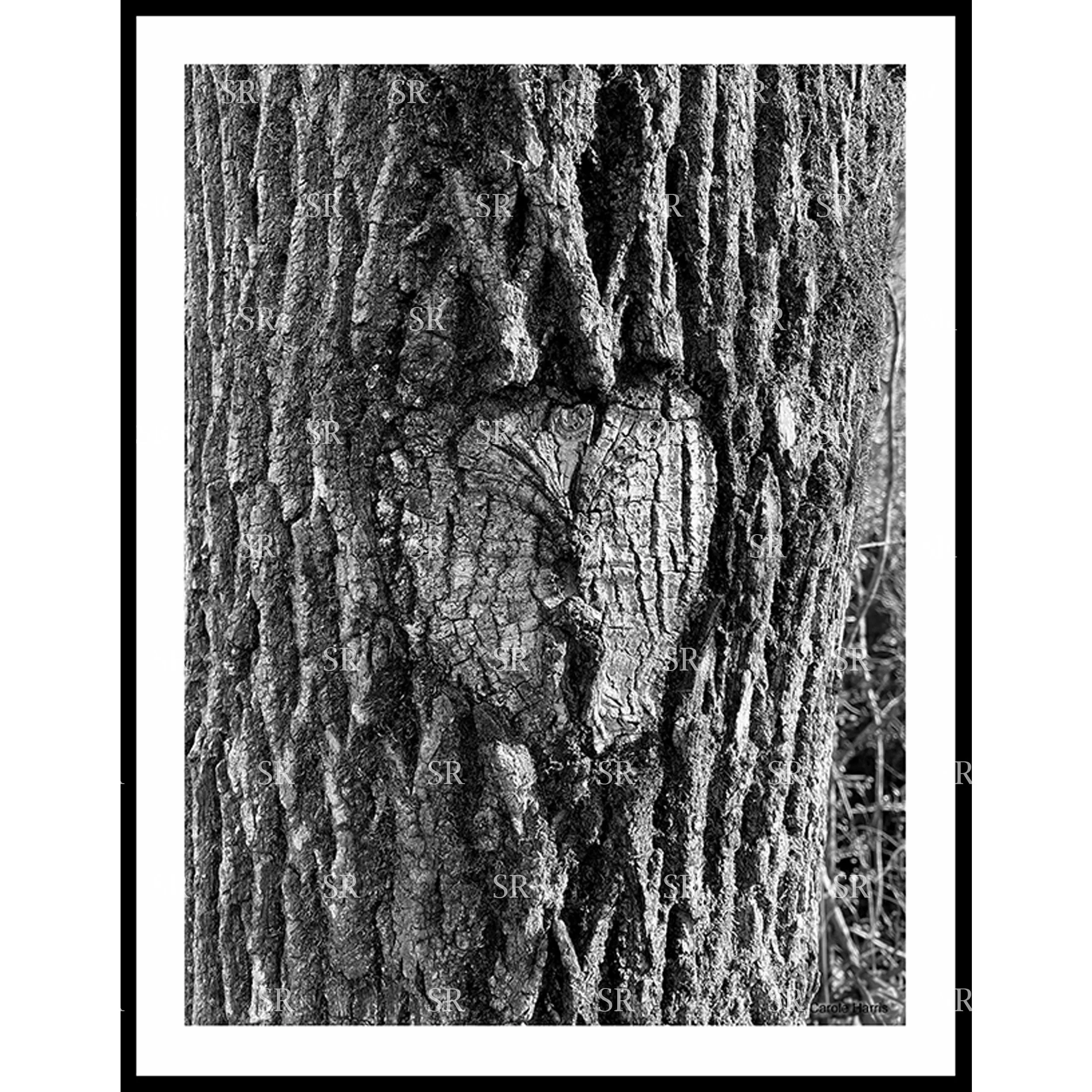 Black and white photographs of a heart shape in tree bark by Studio Rags.