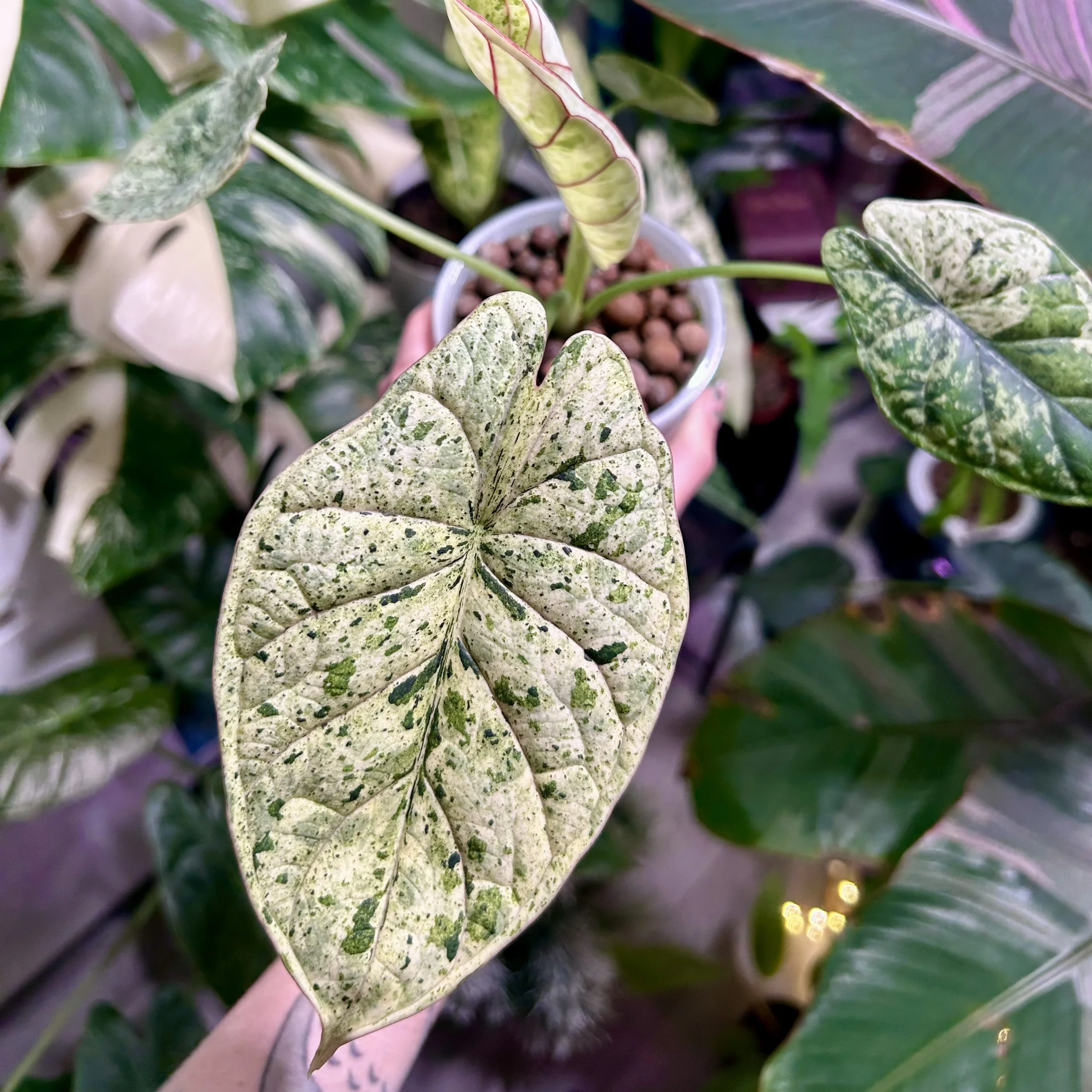 Alocasia Dragon Scale Mint  (corm in moss)