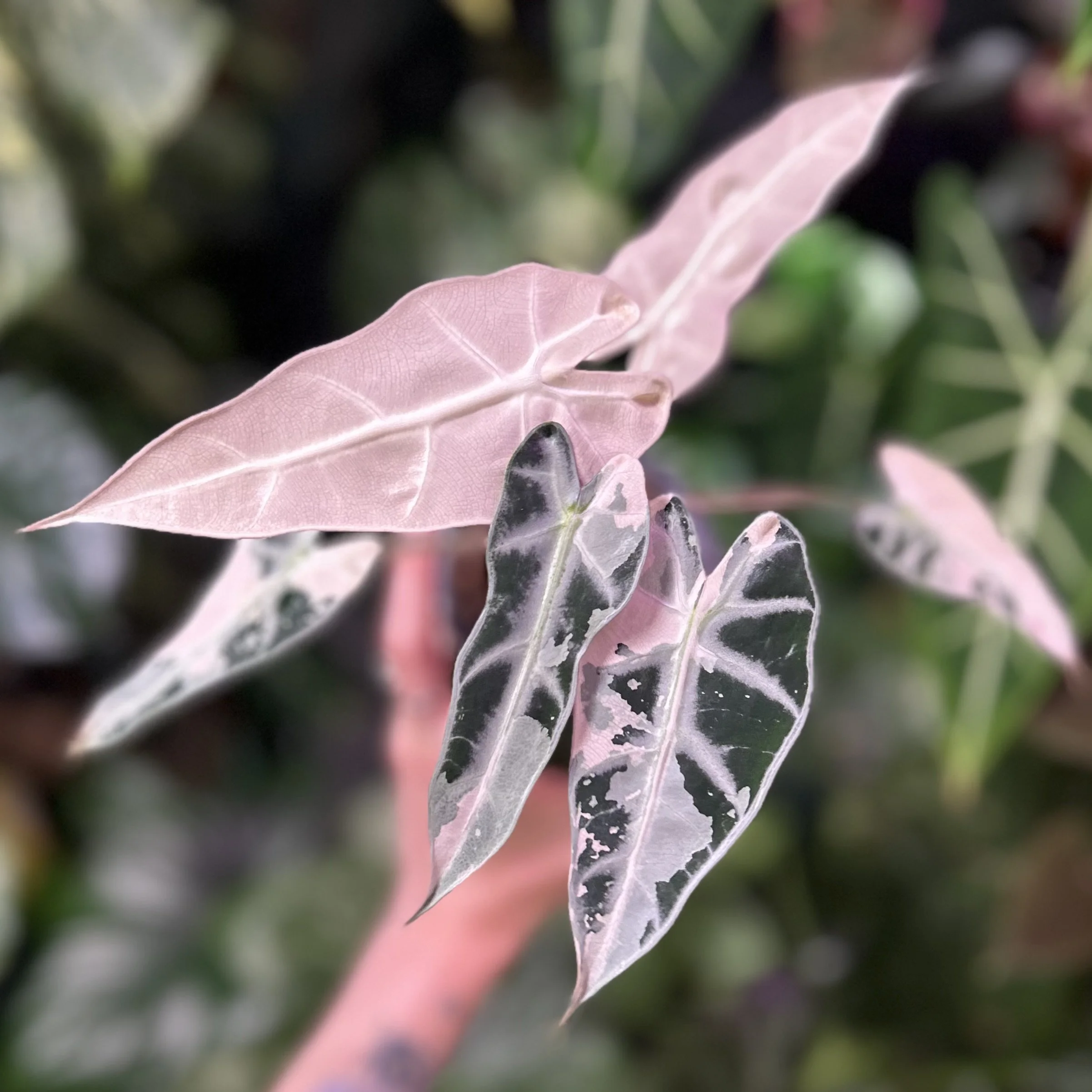 Alocasia Pink Bambino