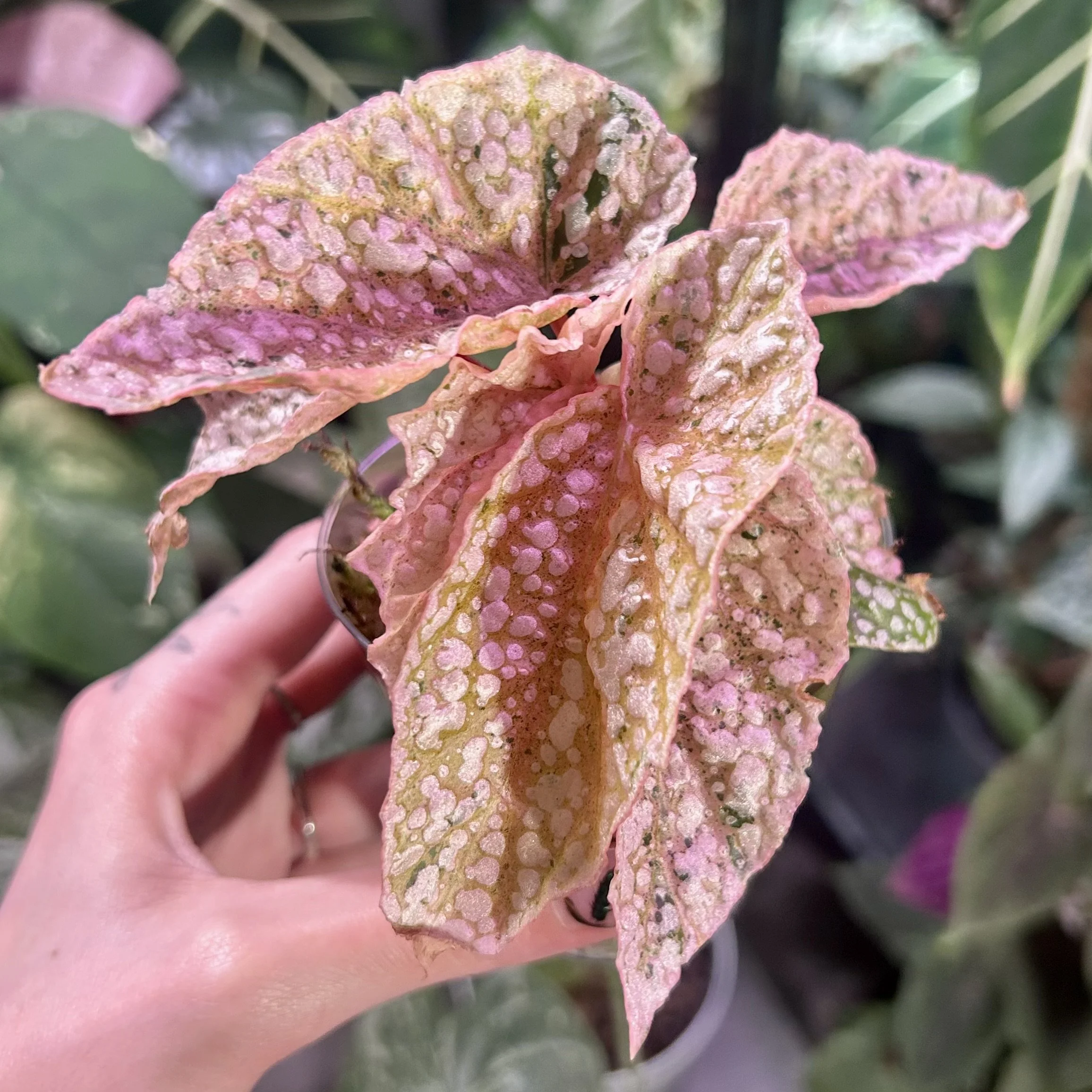 Begonia 'Snow-Capped' (Pink Form)  6-10cm pot