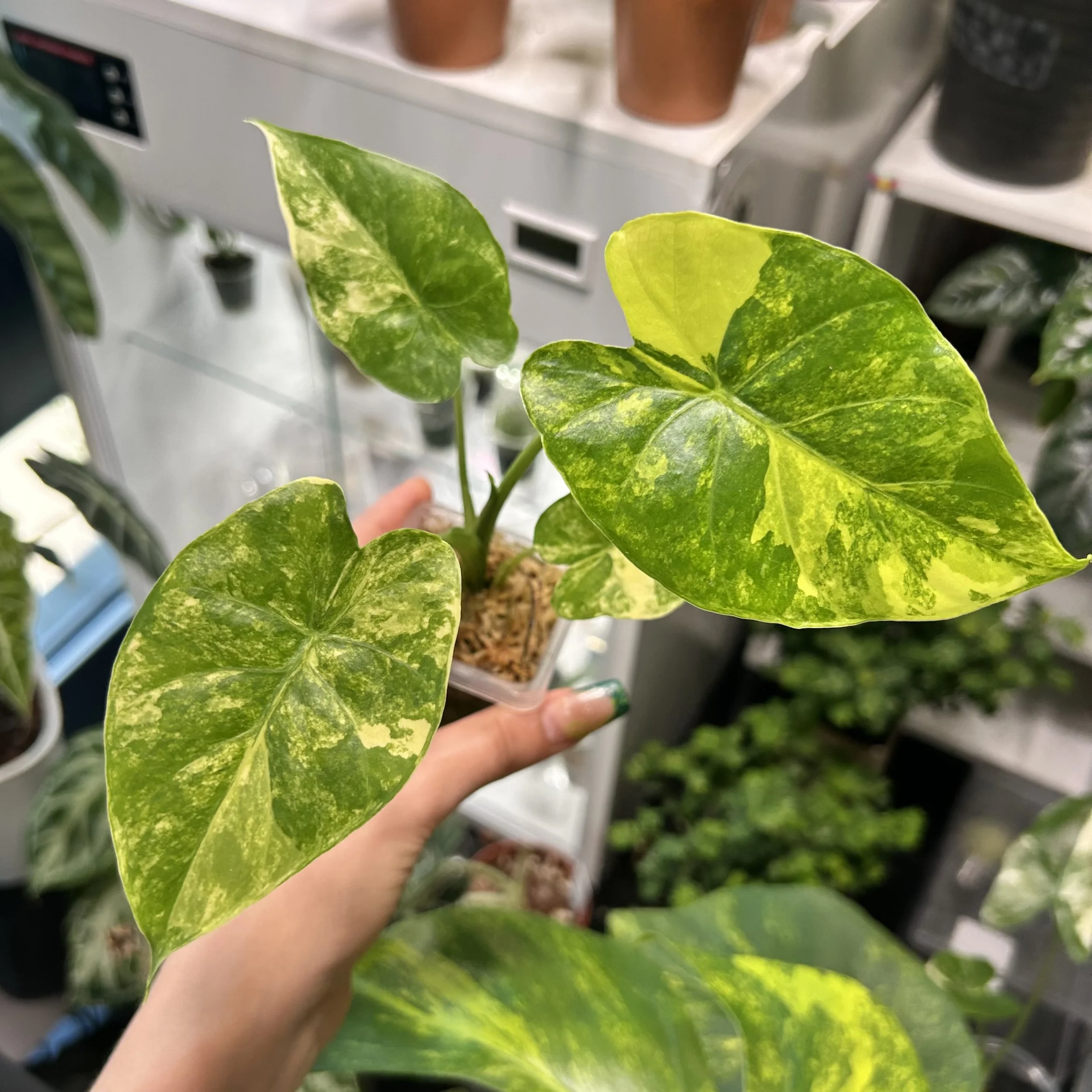 Alocasia gageana ‘Aurea’