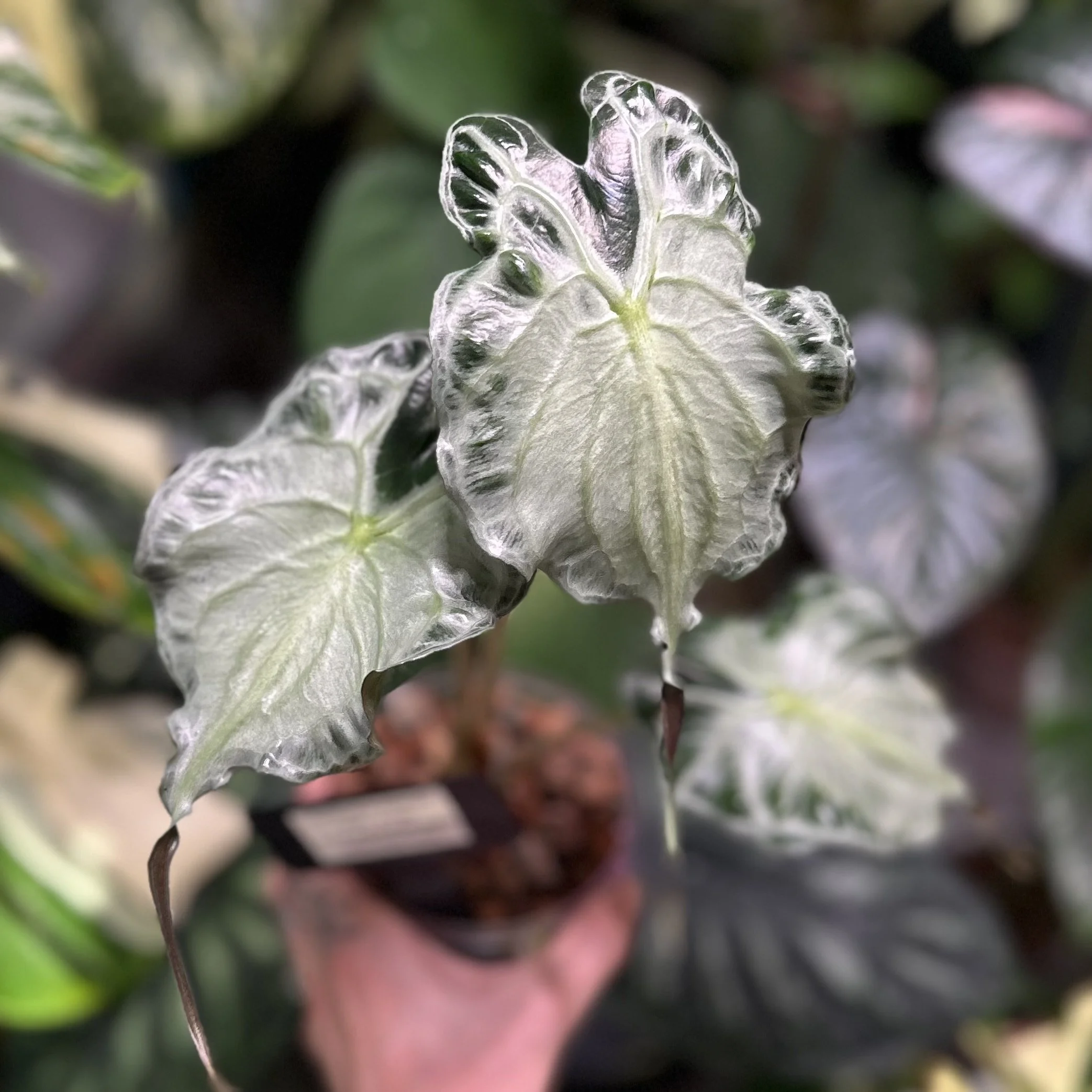 Alocasia ‘Venom’