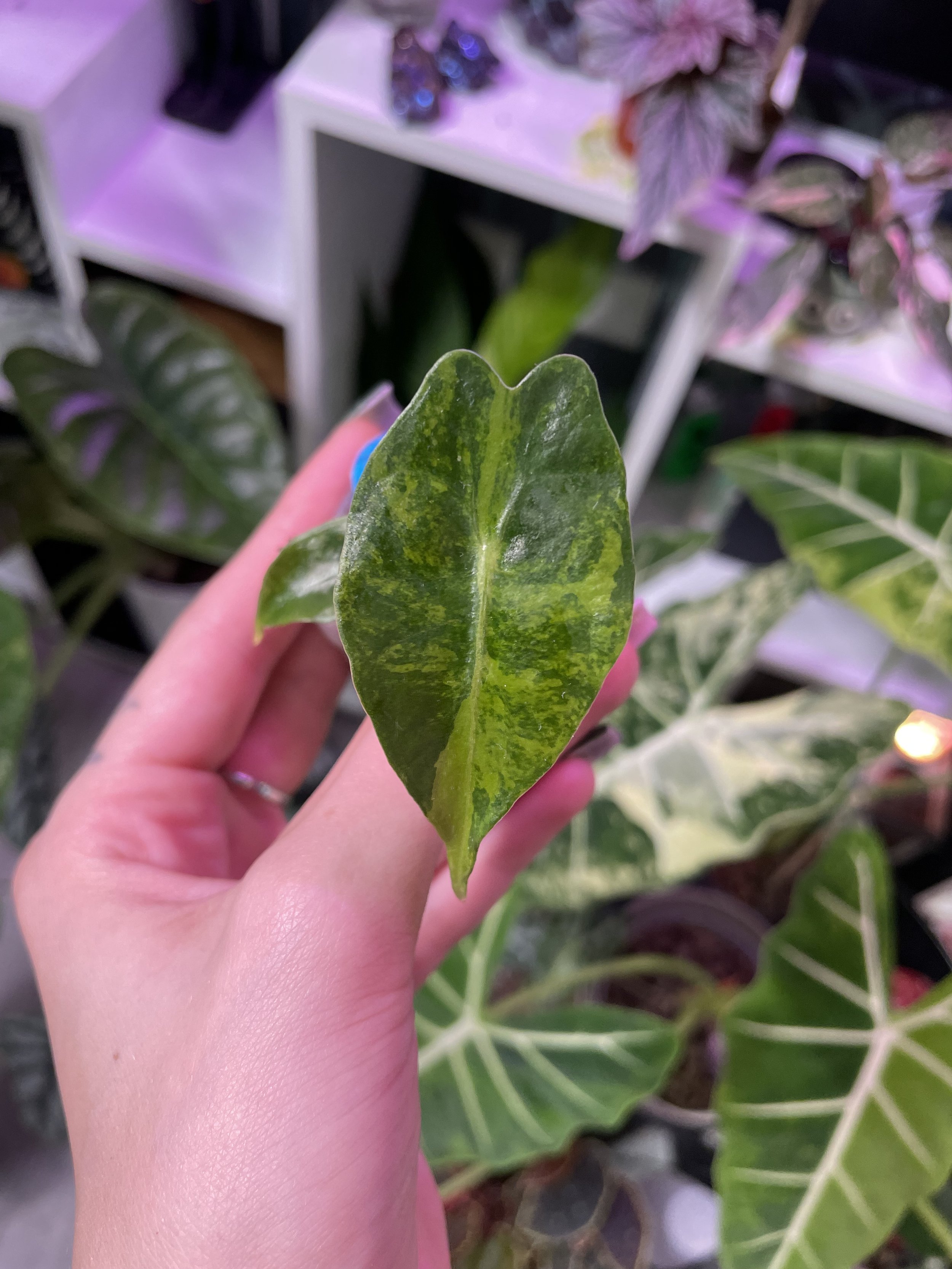 Alocasia ‘Venom’ Aurea