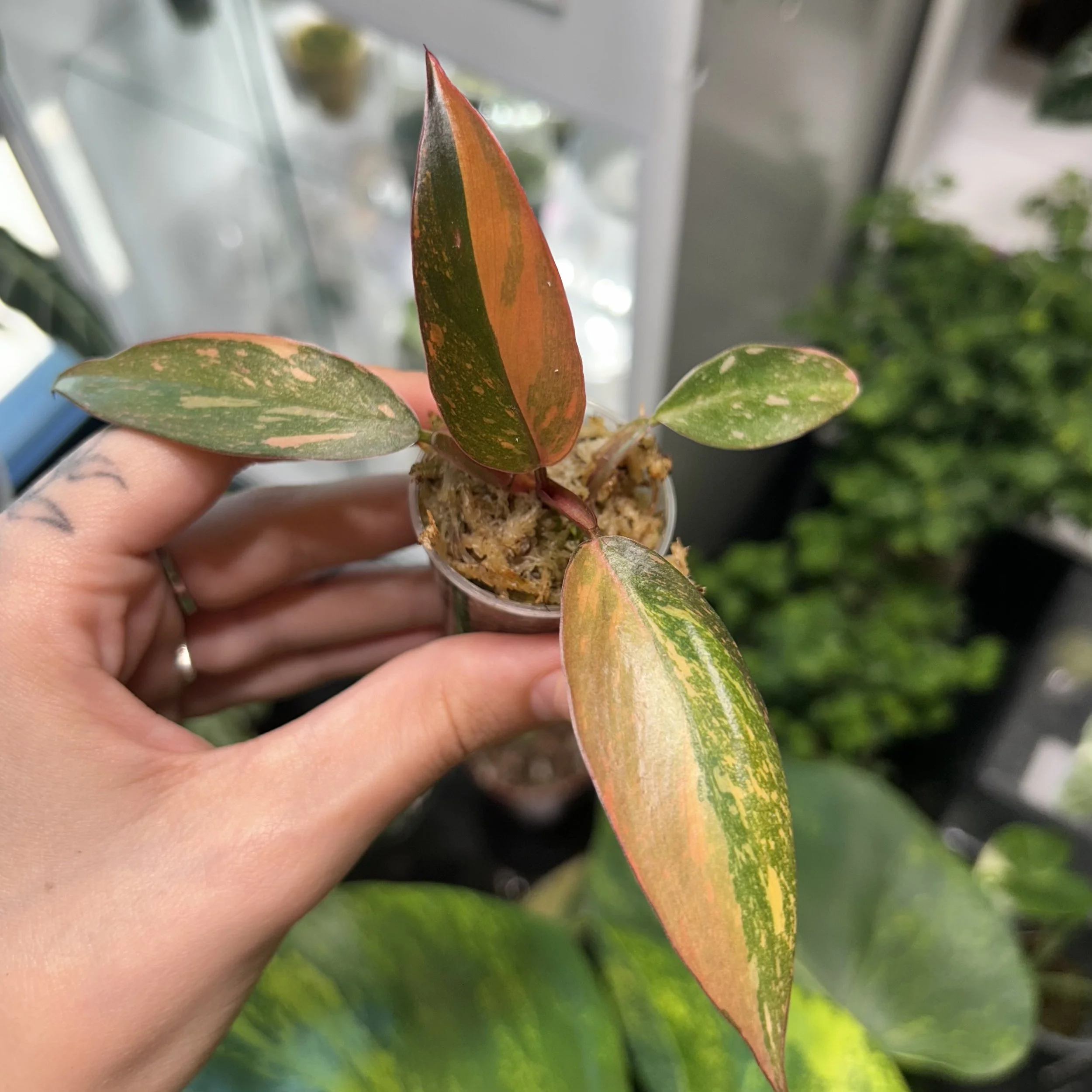Philodendron ‘Princess of Fire’ 🔥👑