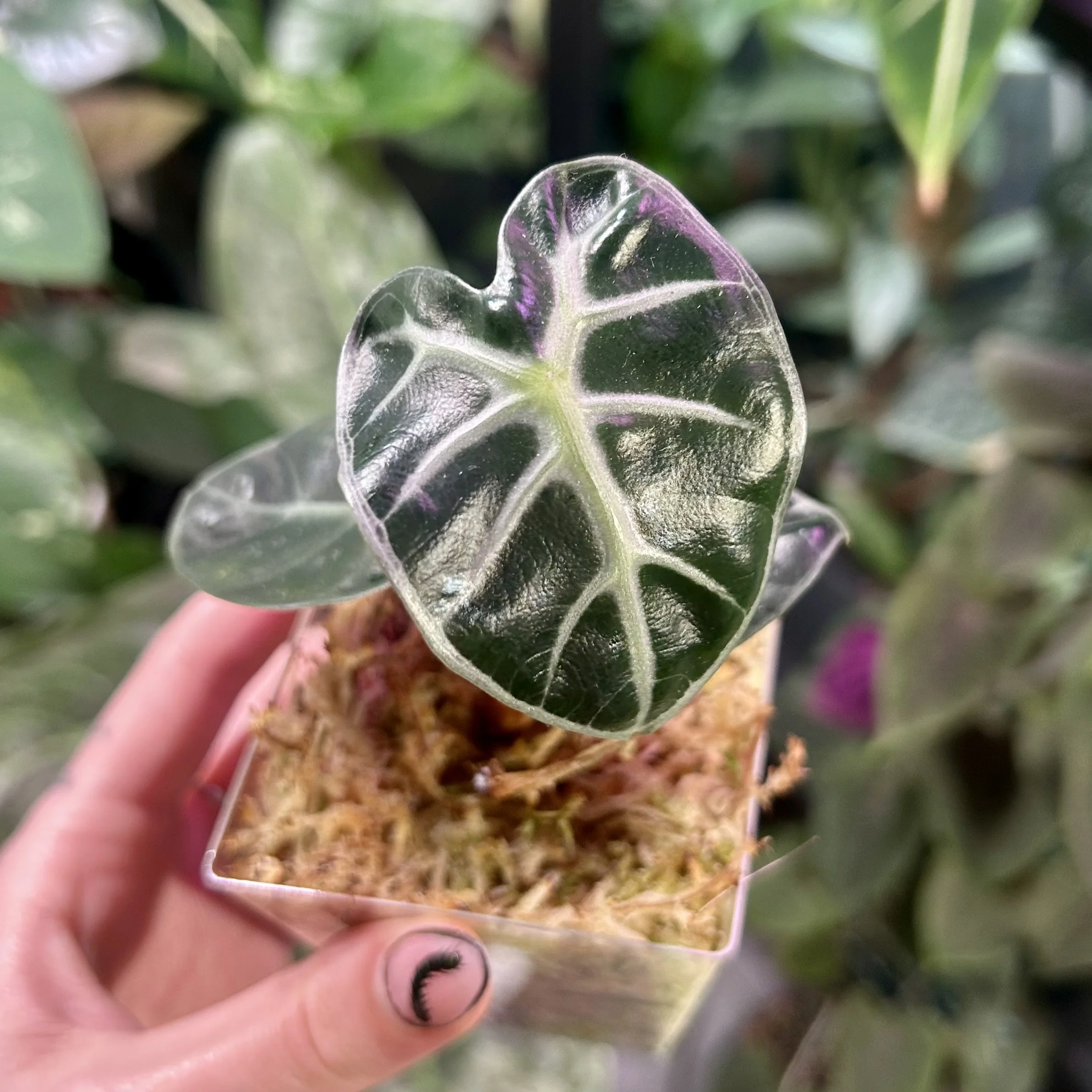 Alocasia ‘Balloon Heart’