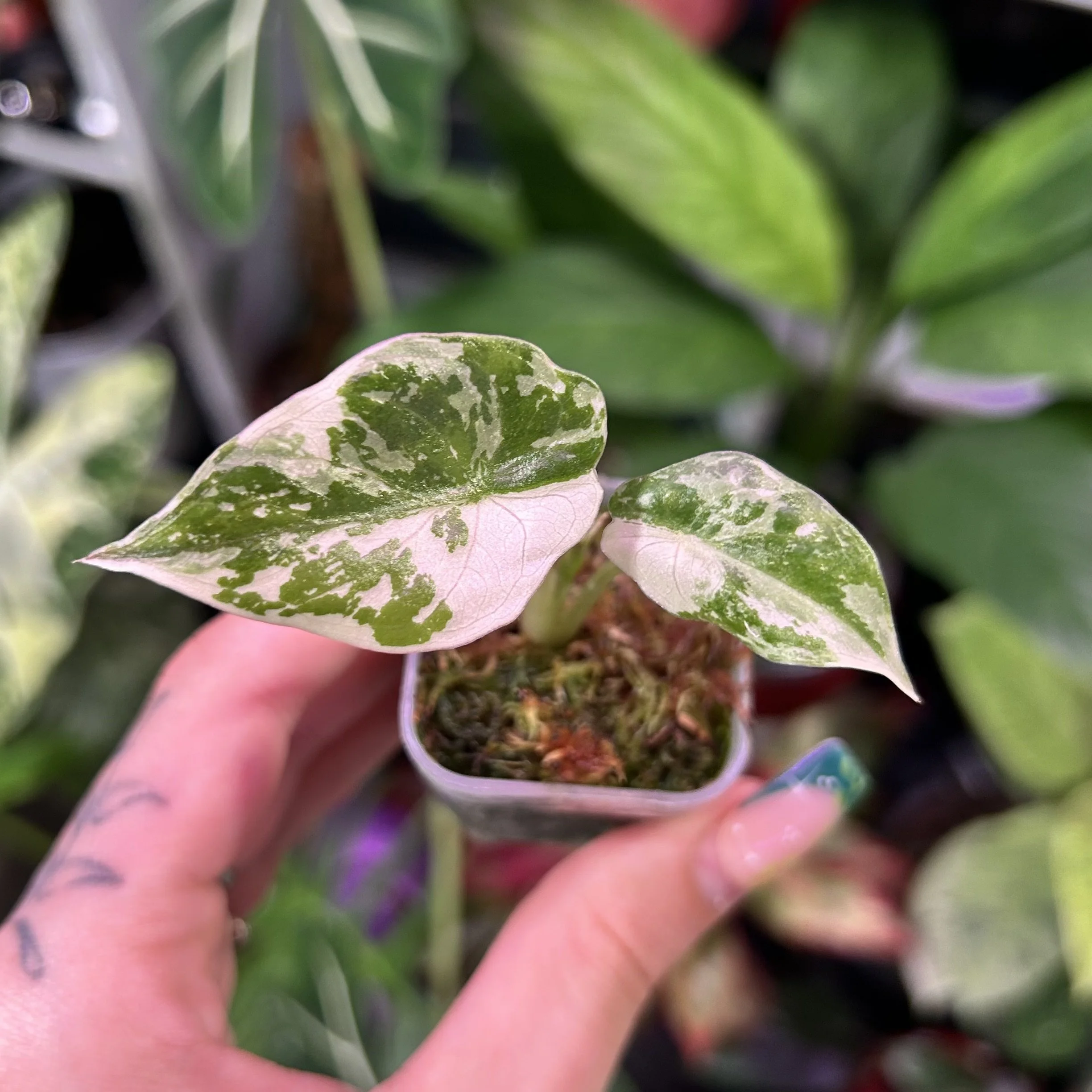 Alocasia wentii ‘Pink Albo’