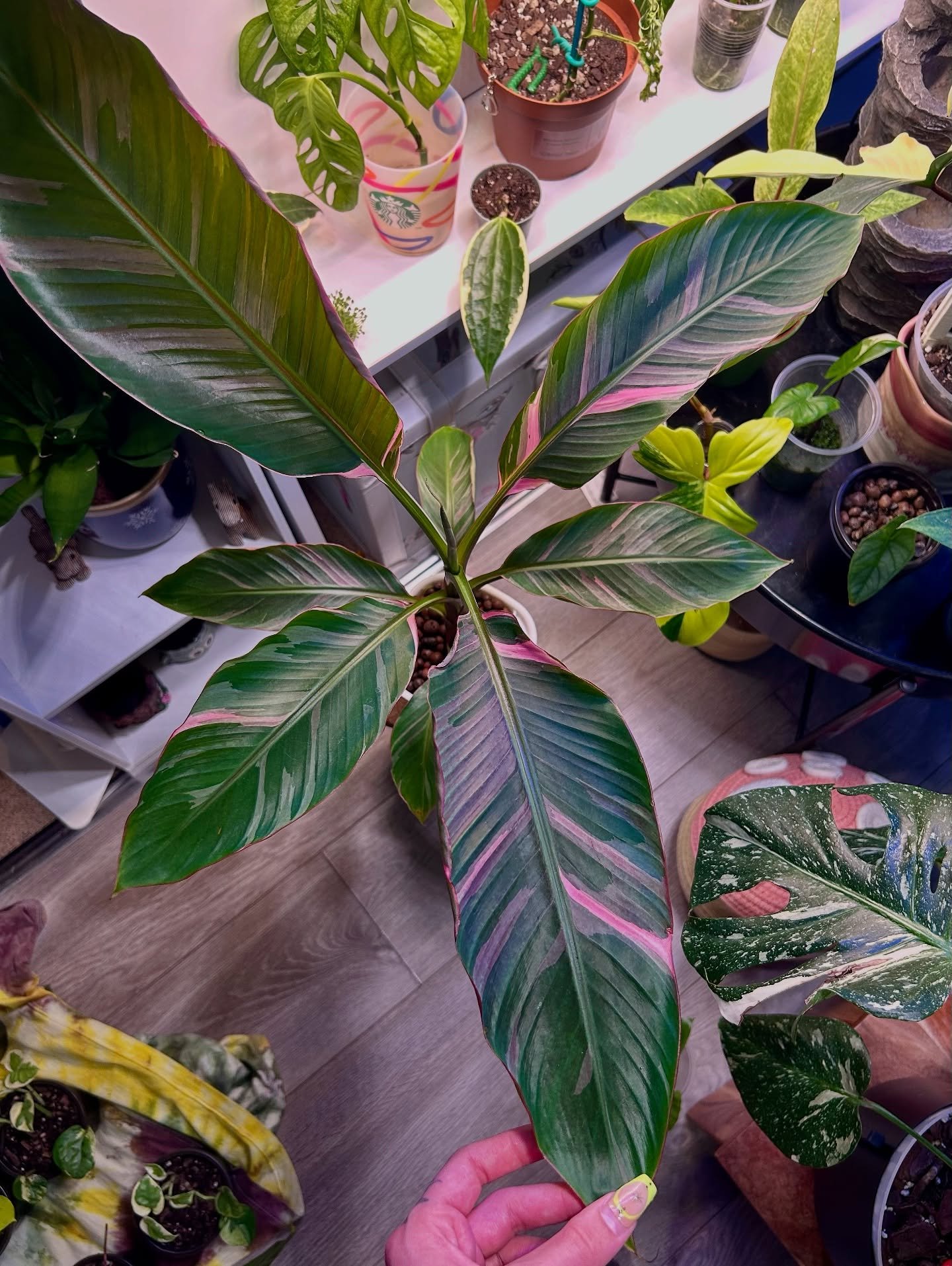 Musa Nono more like musa Yesyes!  She&rsquo;s grown so much in just 4 months!! And dam that pink 💕
➡️ Swipe to the end to see how she started 🥹

#musanono #pinkbananaplant #musavariegated #bananaplant #indoorjungle #plantsofinstagram🌱 #plantsmakep