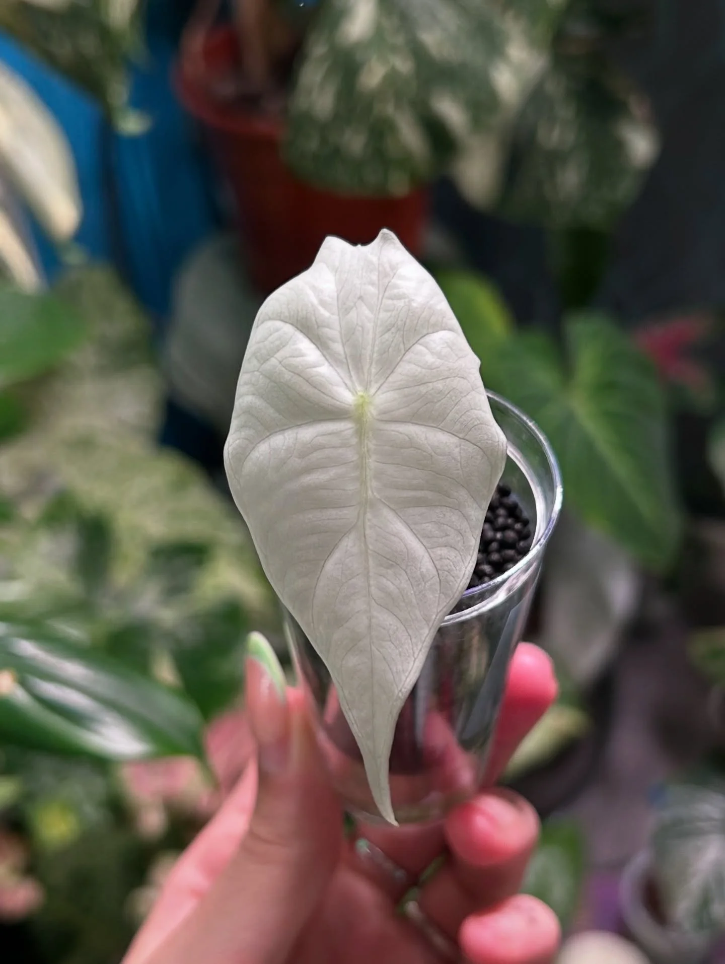 Baby Alocasia Pink Dragon Albo 🐉 
Ft.Beautiful ghost leaf 👻

#alocasia #alocasiapinkdragon #alocasiapinkdragonalbovariegated #ghostleaf #plantlife🌱 #plantsmakemehappy #plantshop #plantnursery #plantloversofinstagram