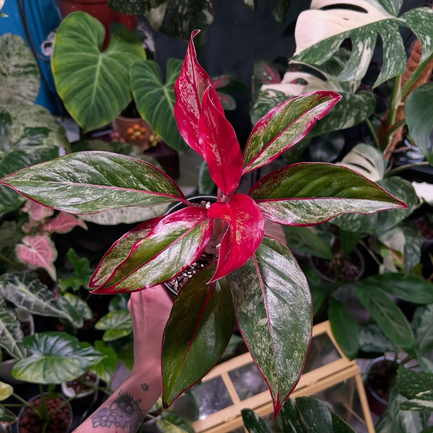 Aglaonema Siam Aurora Variegated 💫

#aglaonema #aglaonemasiamauroravarigated #aglaonemalovers #plantloversofinstagram #rareplant #rareplantshop #plantshop #smallbusiness