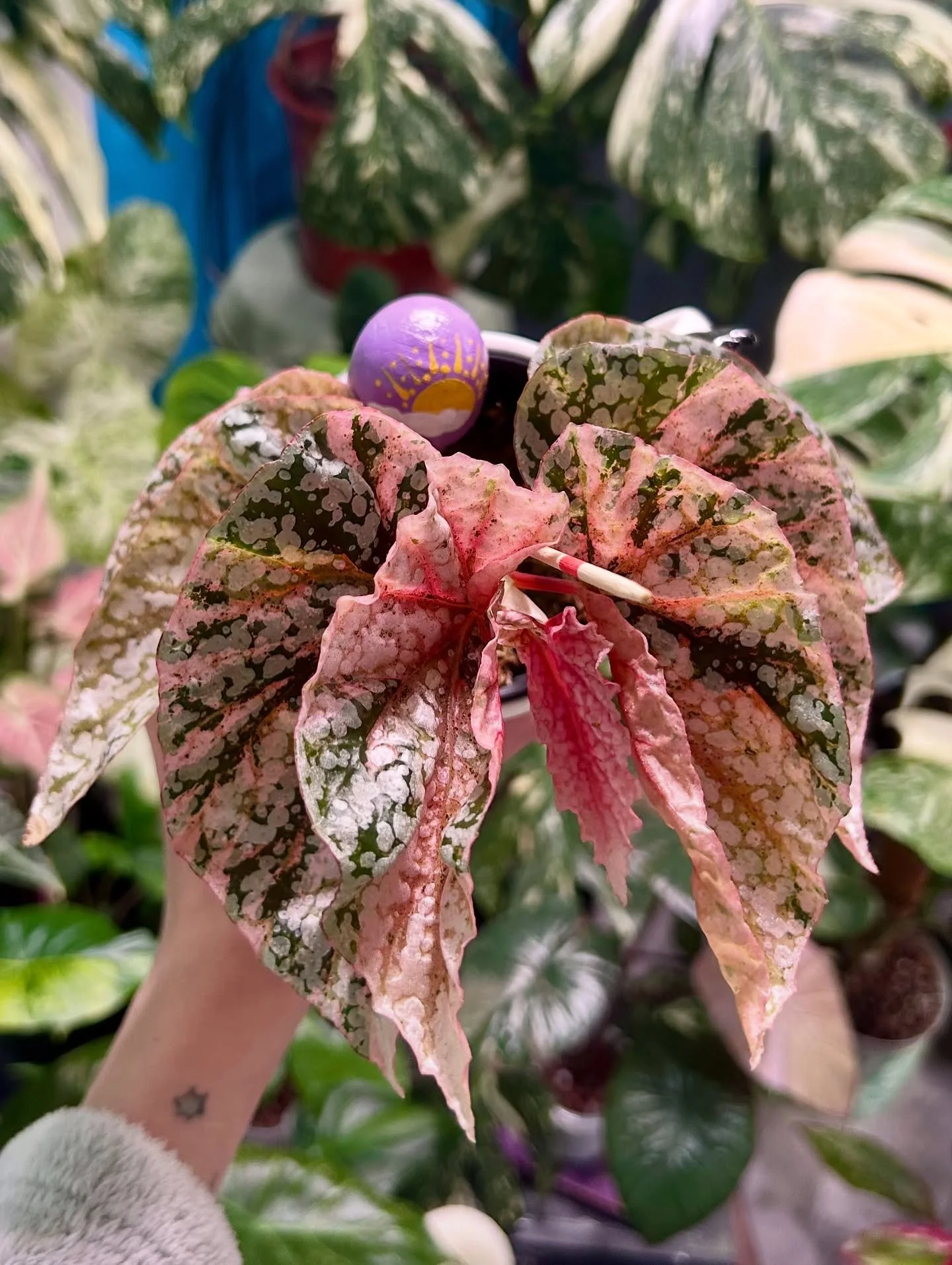 Begonia Snow Capped Pink 🌸
Growing beautiful and super quick! 
Plus lots of babies of her available 🌱🥰

#begonia #begoniasnowcapvariegated #begoniasnowcap #pinkplants #plantloversofinstagram #plantmama #plantshops #nursery #indoorjungle #plantsmak