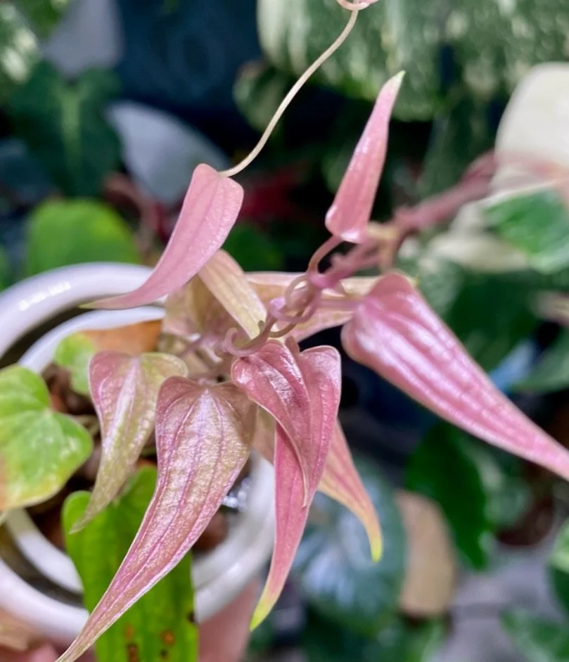 Dioscorea Pink Pixel 💕💗🌸

#dioscoreapixel #pinkpixel #dioscoreapinkpixel #pinkplants #rareplants #plantshop #nursery #plantsofinstagram #plantmama