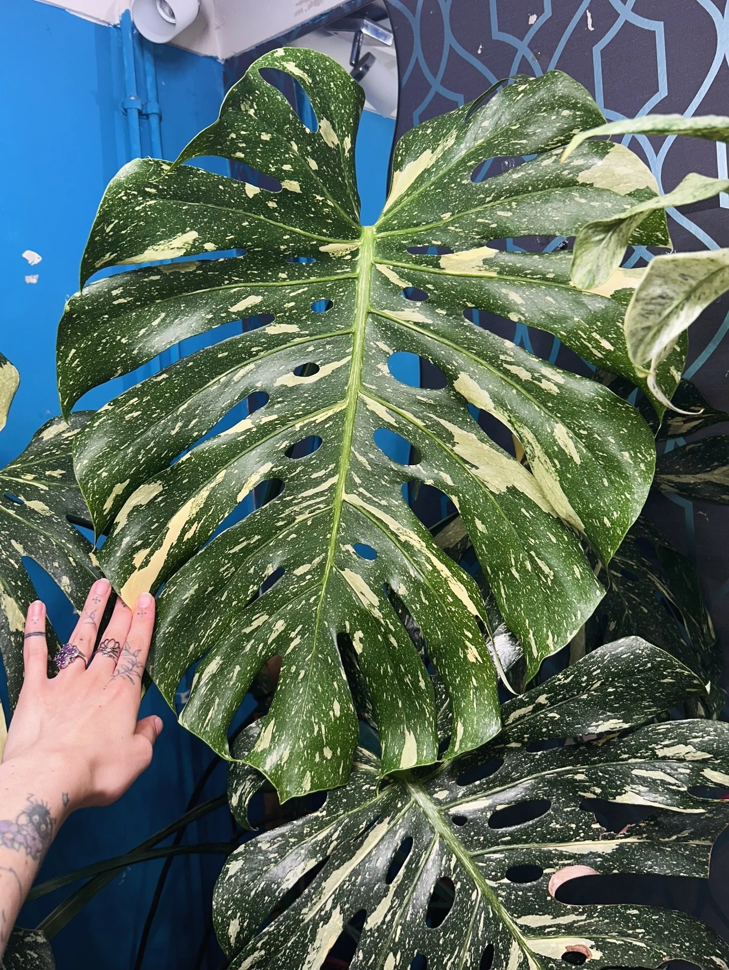 Monstera Thai Constellation - putting out a new leaf bigger than the last every month or two!
And i decided to plait her crazy long ariel roots 🥰💚

#monstera #monsterathaiconstellation #bigplants #arielroots #homejungle #plantshop #plantsofinstagra