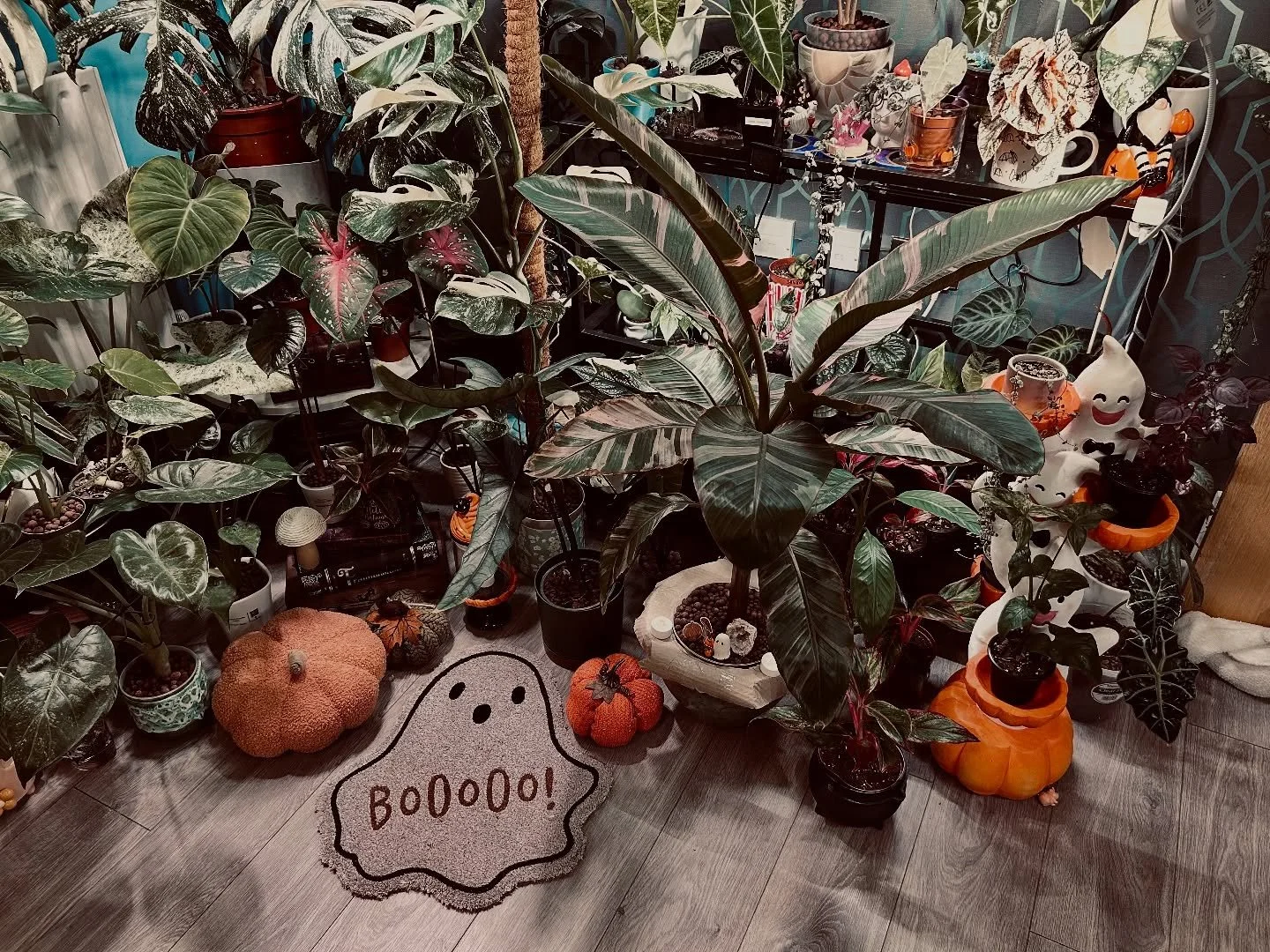 Happy Halloween 🎃 
Loving the autumn vibes this year 🍁🍂 
My house is pretty witchy all year round but I love the excuse to add a little extra 👻