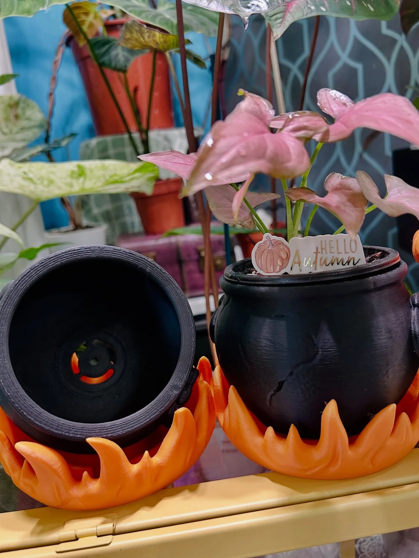 🎁 Free Gift! 🎁 
Any order over &pound;25 placed throughout October will get a ✨free✨ Cauldron Pot &amp; Flame Drip Tray!
Perfect for the witchy season 🧙&zwj;♀️

Ft. Some beautiful Syngoniums 💚

#syngoniumlovers #halloween #witchyseason #cauldronp
