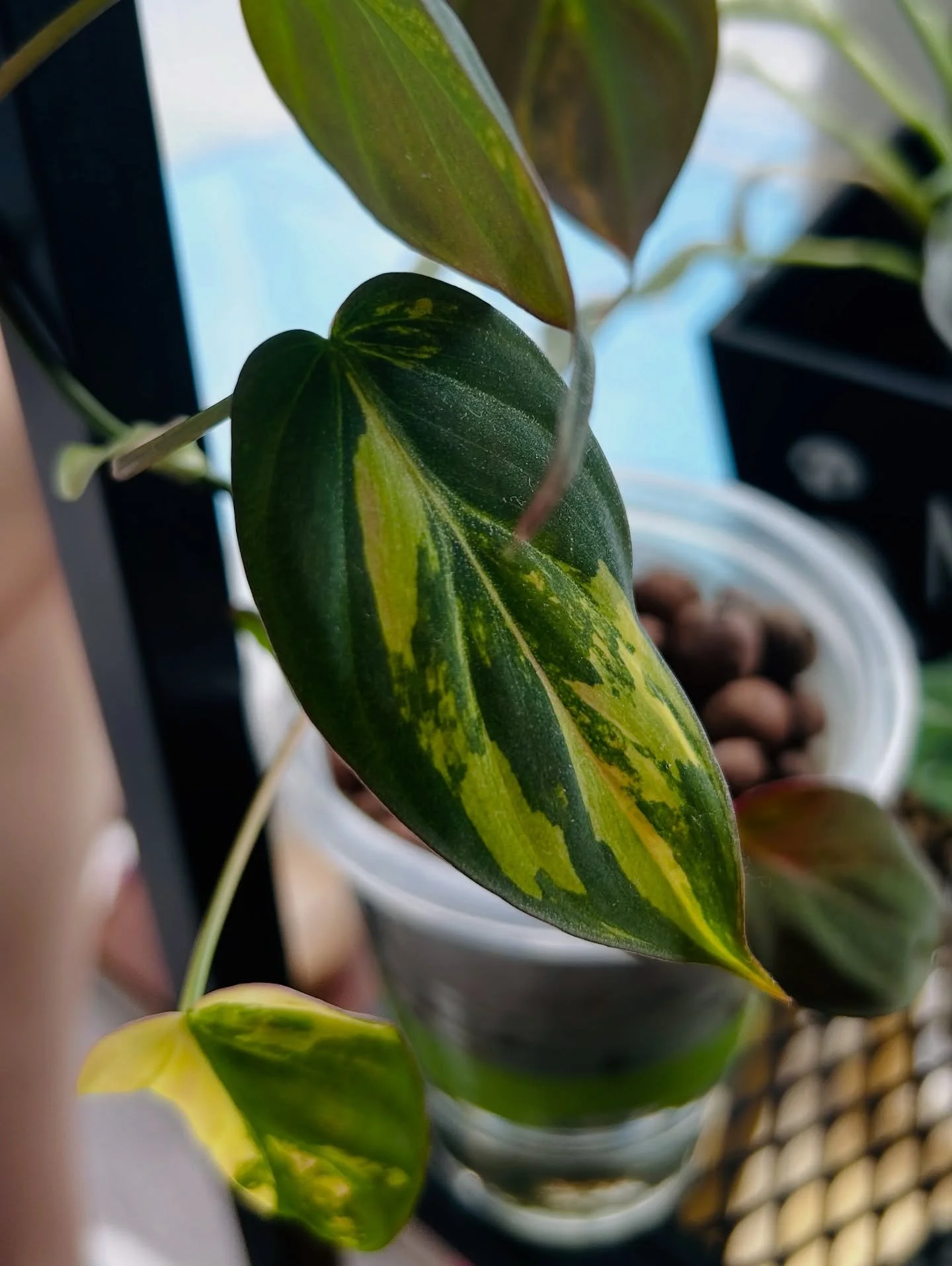 Philodendron Micans Aurea &amp; Pink mint 😍💚

#philodendronmicans #philodendronmicansvariegated #micansphilodendron #micansaurea #philodendronmicanspink #plantsofinstagram #plantsmakepeoplehappy #happygrowing🌱☀️