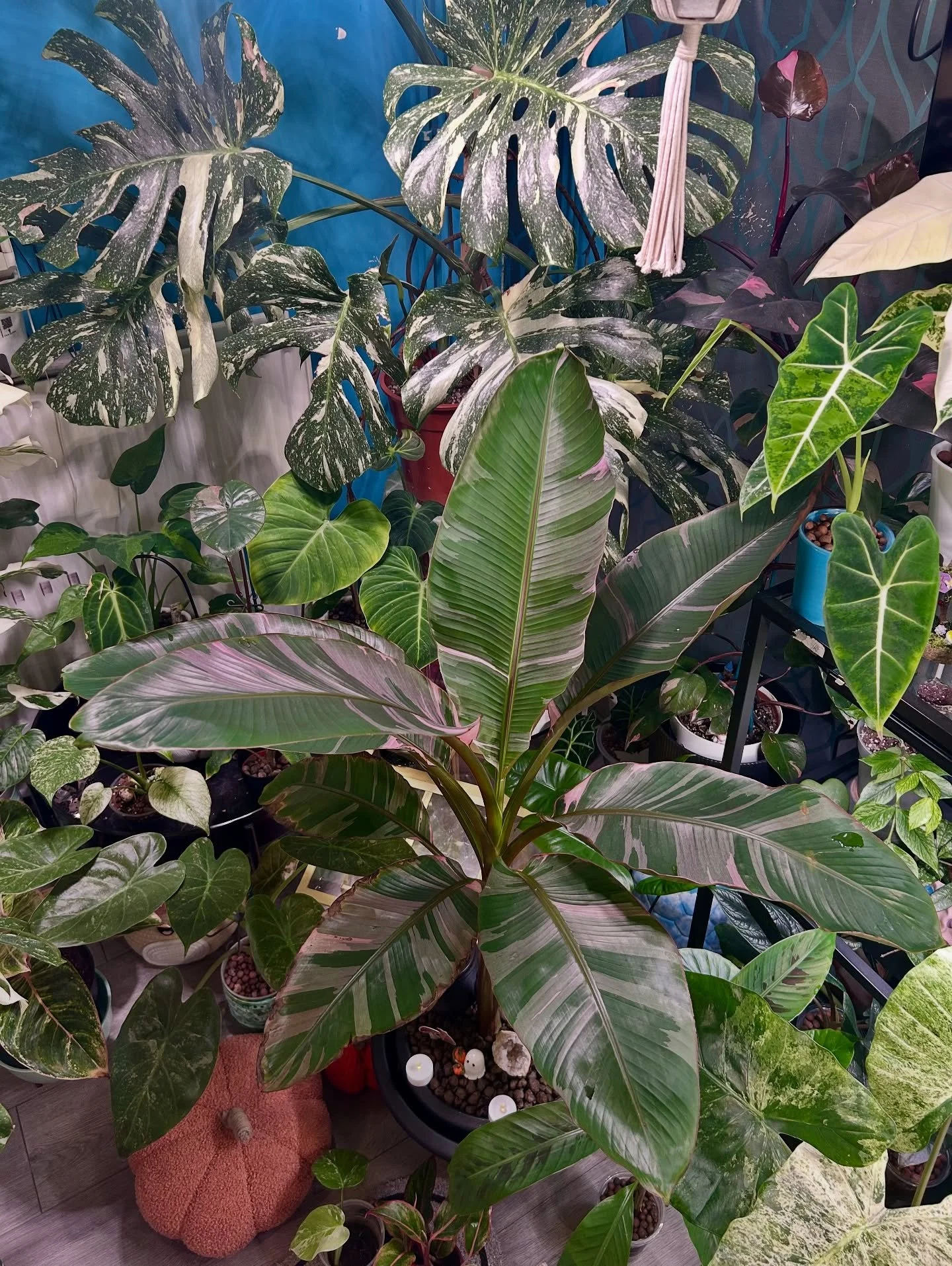Can&rsquo;t believe how big this Musa Nono has gotten in just 7months from absolute baby!
➡️ swipe to the end see her as a baby back in Feb 🥹

#musanono #bananaplant #pinkbananaplant #indoorjungle #plantloversofinstagram #plantmama #bigplants #plant
