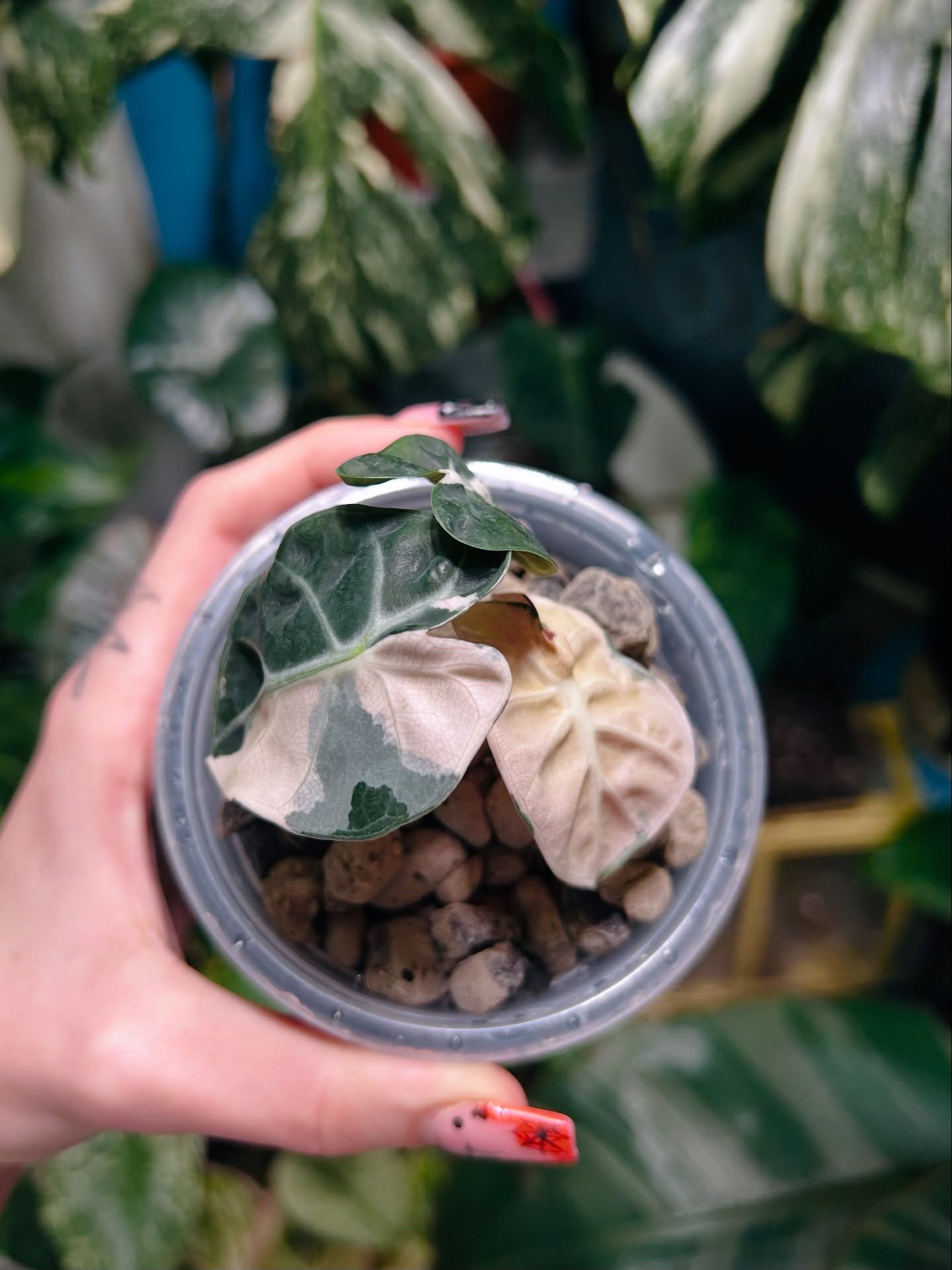 Alocasia Balloon Heart Pink Var 🌸💖 
Plus a nice little chunky corm 🌱
She&rsquo;s soo pretty, very happy with this one ☺️

#alocasialover #alocasiaballoonheart #alocasiaballoonheartpinkvariegated #smallbusiness #plantshop #plantsmakepeoplehappy #ra